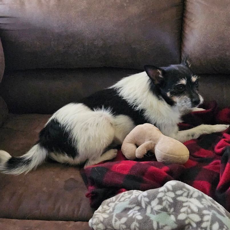 Bart, Adopted, Adult Male Terrier.