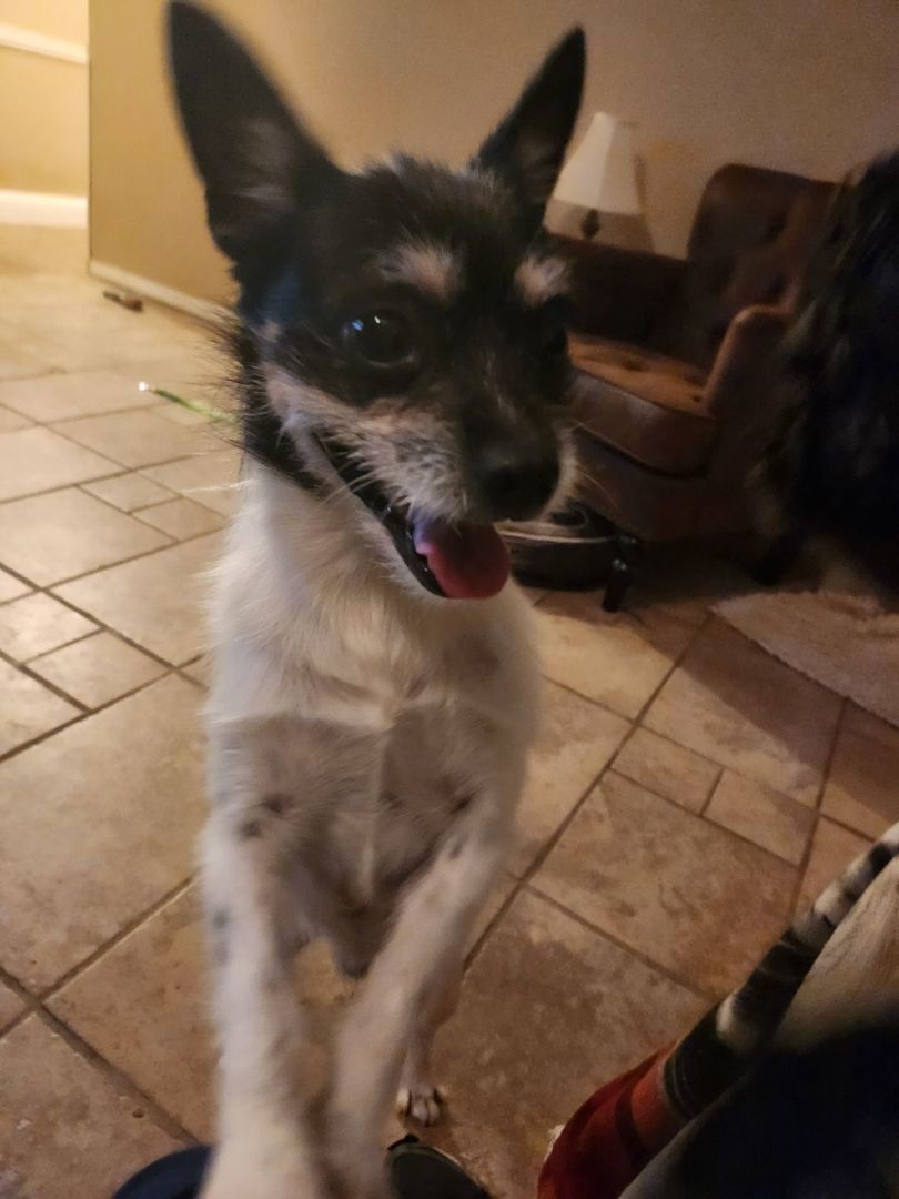 Enlarge Bart, a Adopted mixed breed in Sherman, TX image 2/4