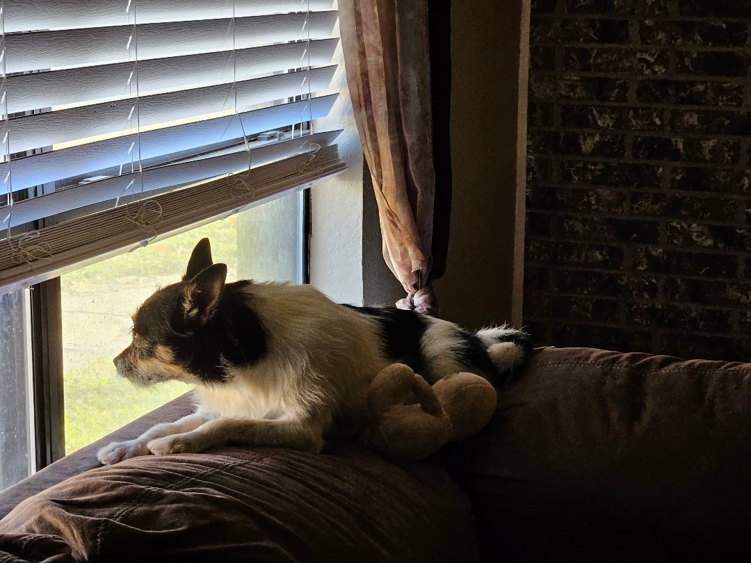 Enlarge Bart, a Adopted mixed breed in Sherman, TX image 3/4