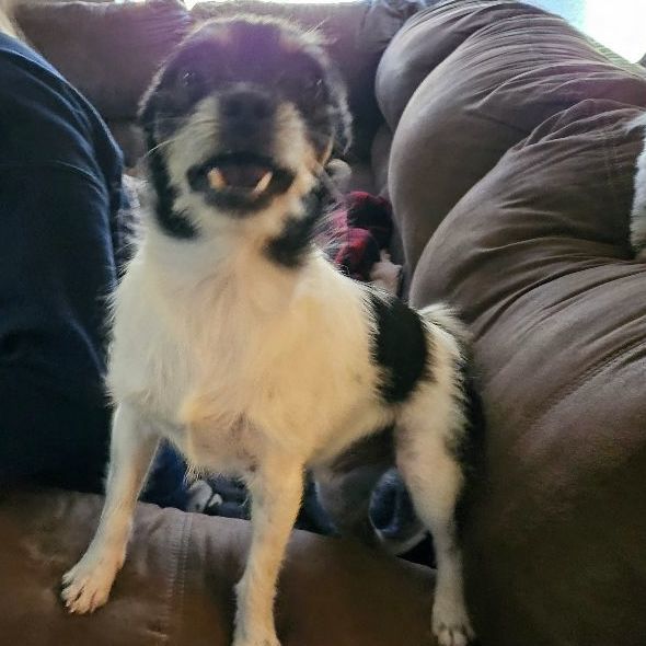 Enlarge Bart, a Adopted mixed breed in Sherman, TX image 4/4