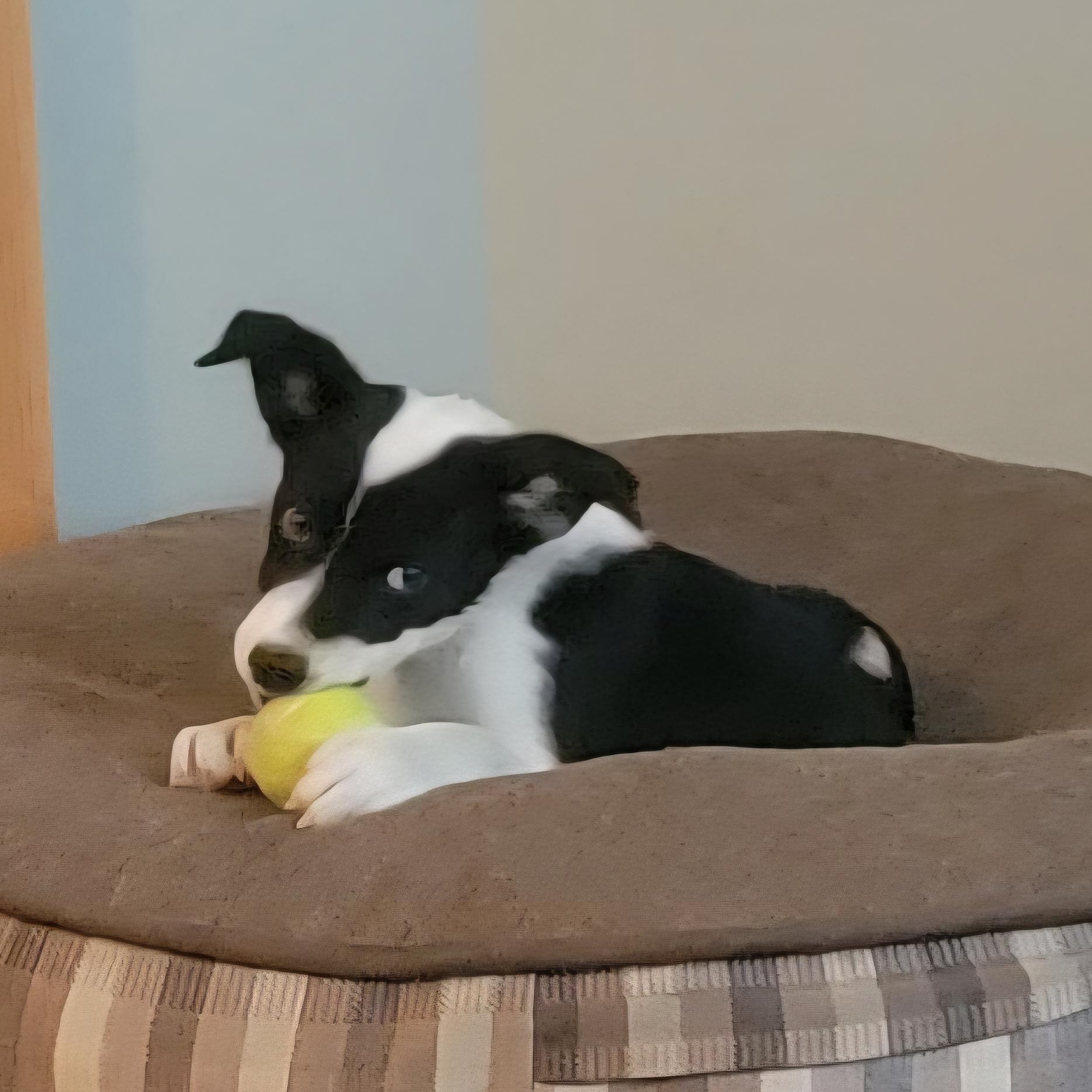 Enlarge Pip (M), a Adopted mixed breed in Sun Prairie, WI image 1/3