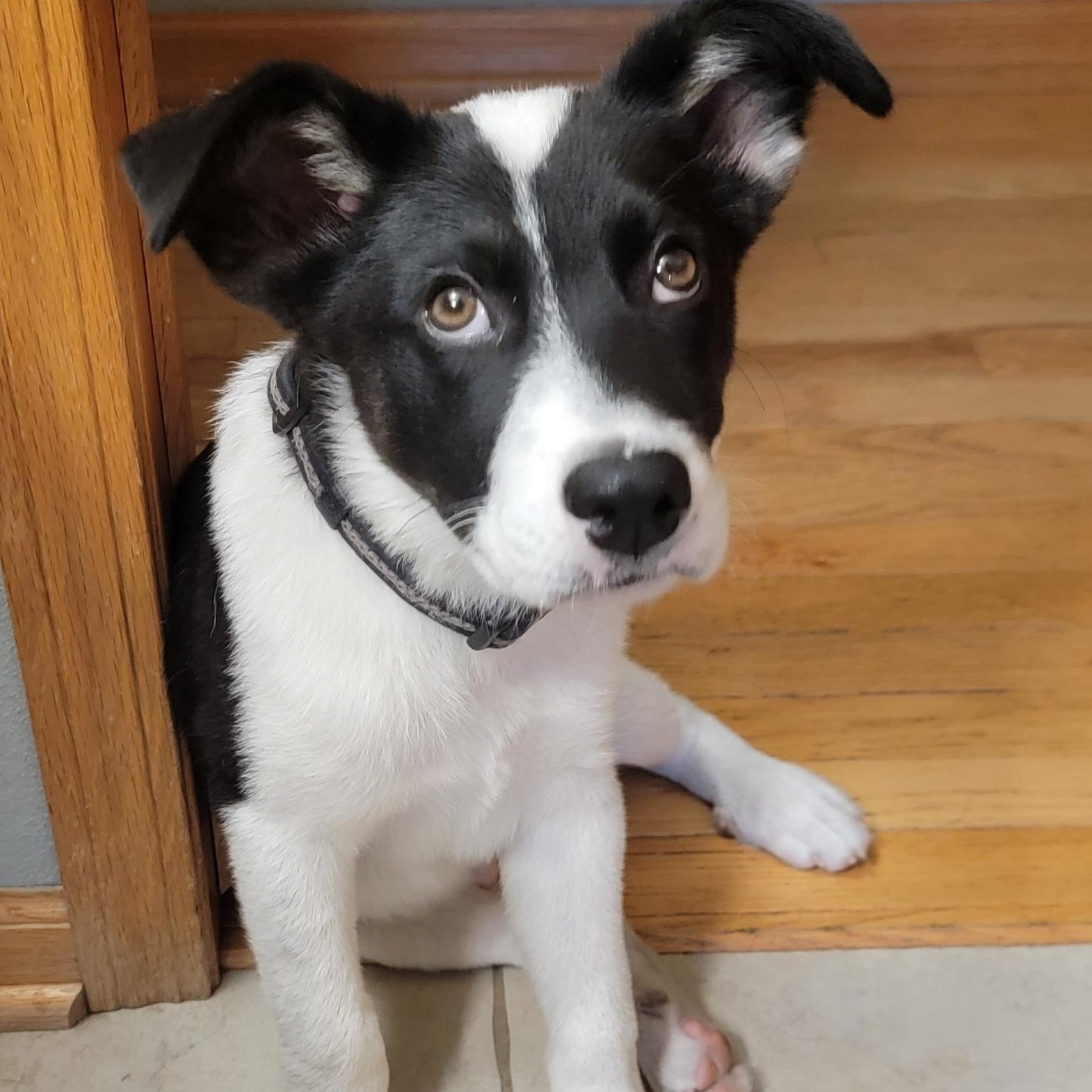 Pip (M), Adopted, Young Male Mixed Breed & Husky.