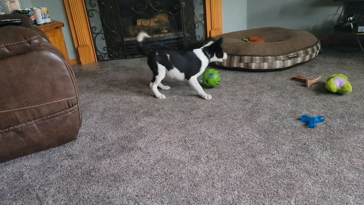 Enlarge Pip (M), a Adopted mixed breed in Sun Prairie, WI video 3/3