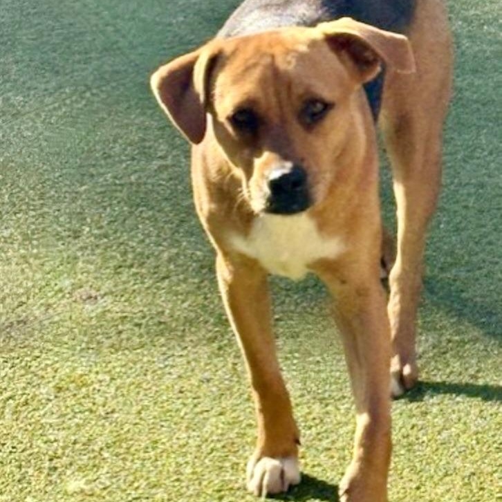 Enlarge chatham, a Adoptable mixed breed in houston, TX image 5/6