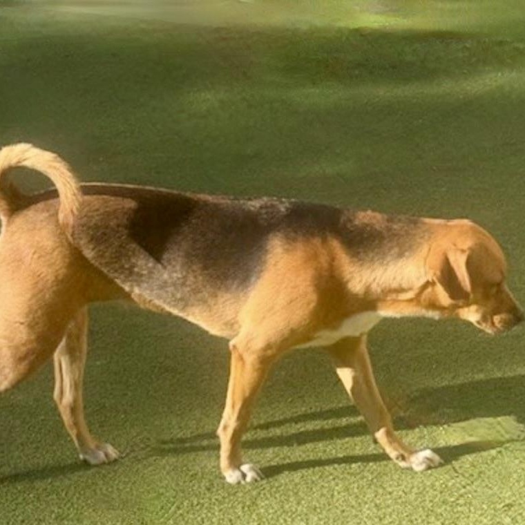 Enlarge chatham, a Adoptable mixed breed in houston, TX image 4/6