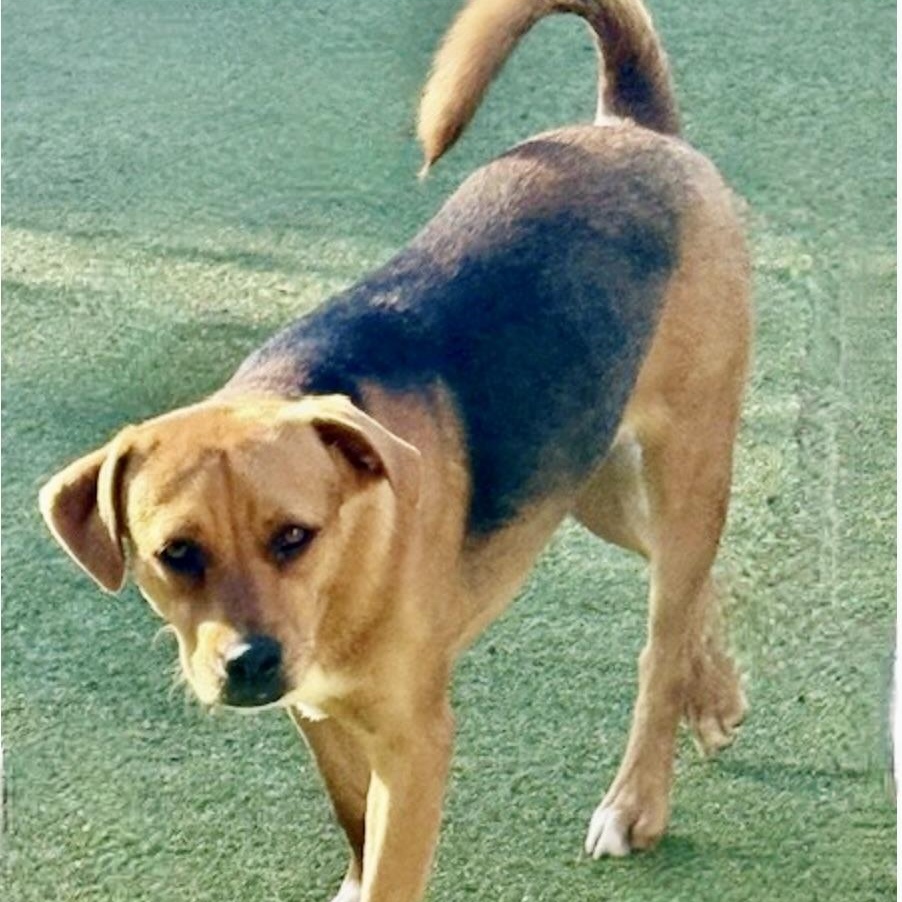 Enlarge chatham, a Adoptable mixed breed in houston, TX image 6/6