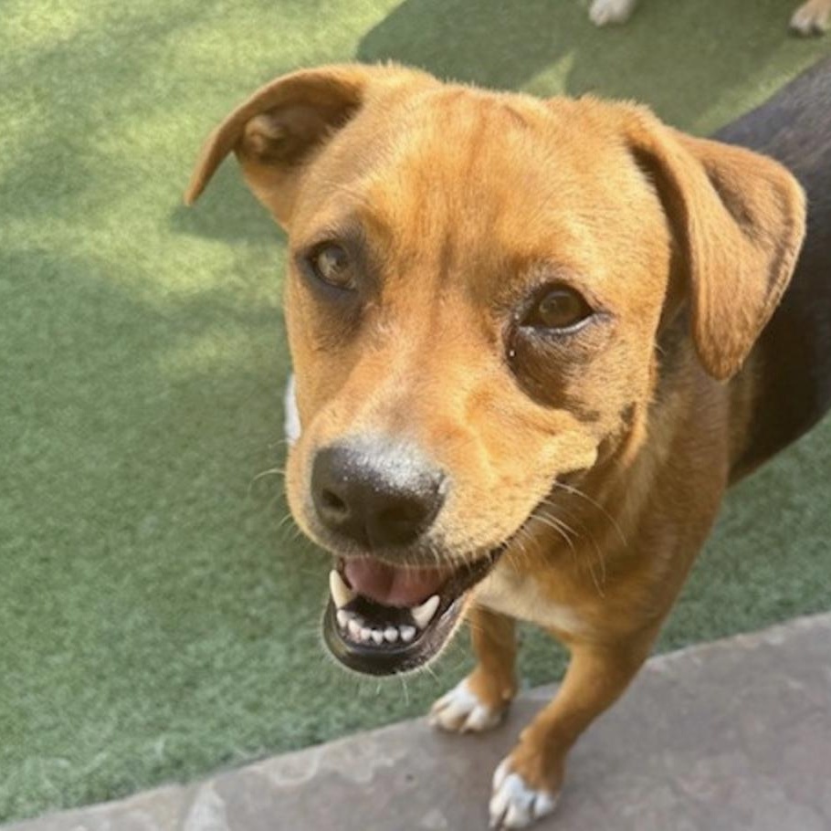 Enlarge chatham, a Adoptable mixed breed in houston, TX image 3/6