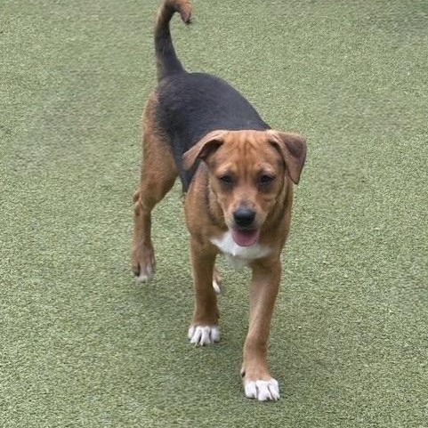 chatham, Adoptable, Puppy Female Terrier.