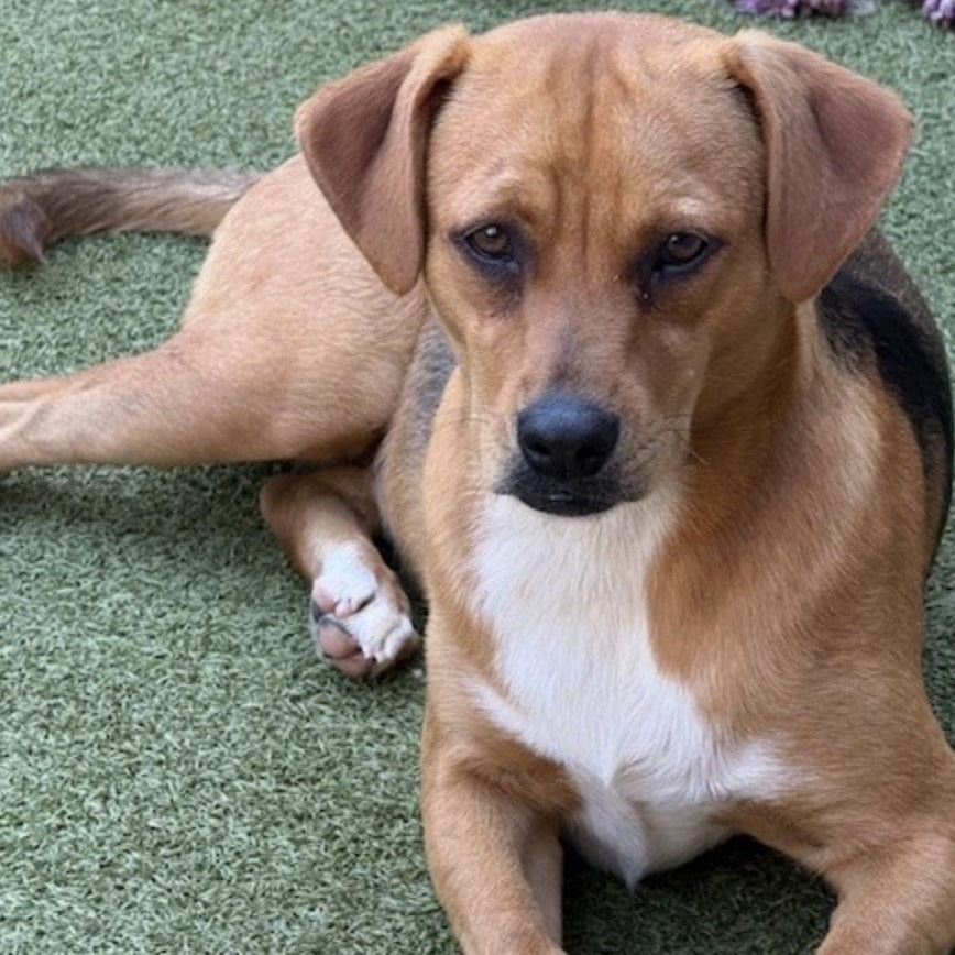 chatham, Adoptable, Puppy Female Terrier.