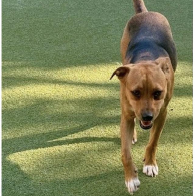 Enlarge chatham, a Adoptable mixed breed in houston, TX image 2/6