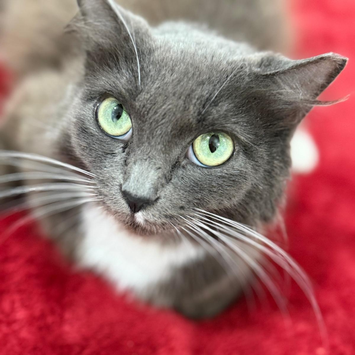 Lady Grey, a ADOPTABLE Domestic Long Hair in Hopkinton, MA image 5/6