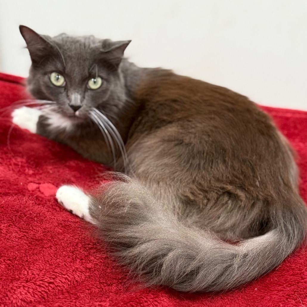 Lady Grey, a ADOPTABLE Domestic Long Hair in Hopkinton, MA image 2/6