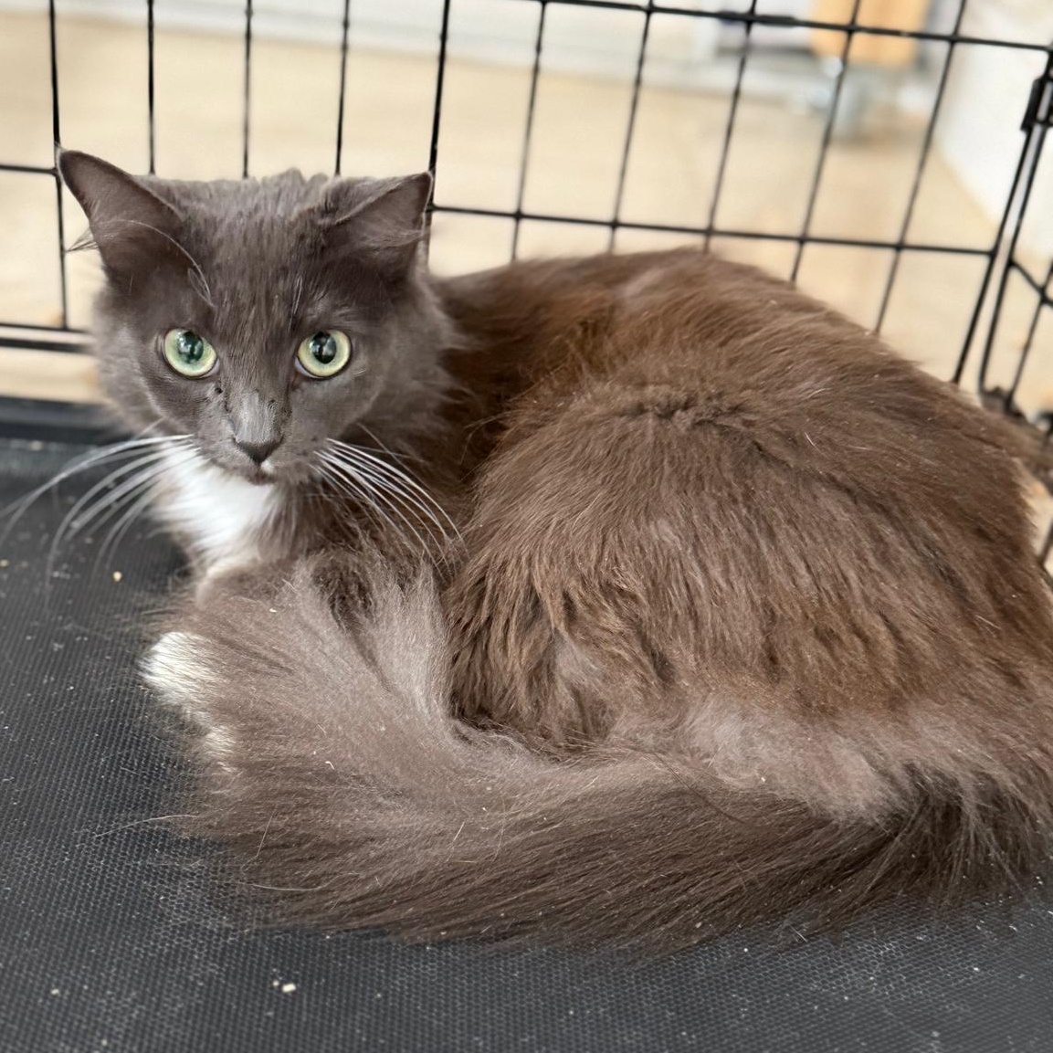 Lady Grey, a ADOPTABLE Domestic Long Hair in Hopkinton, MA image 4/6