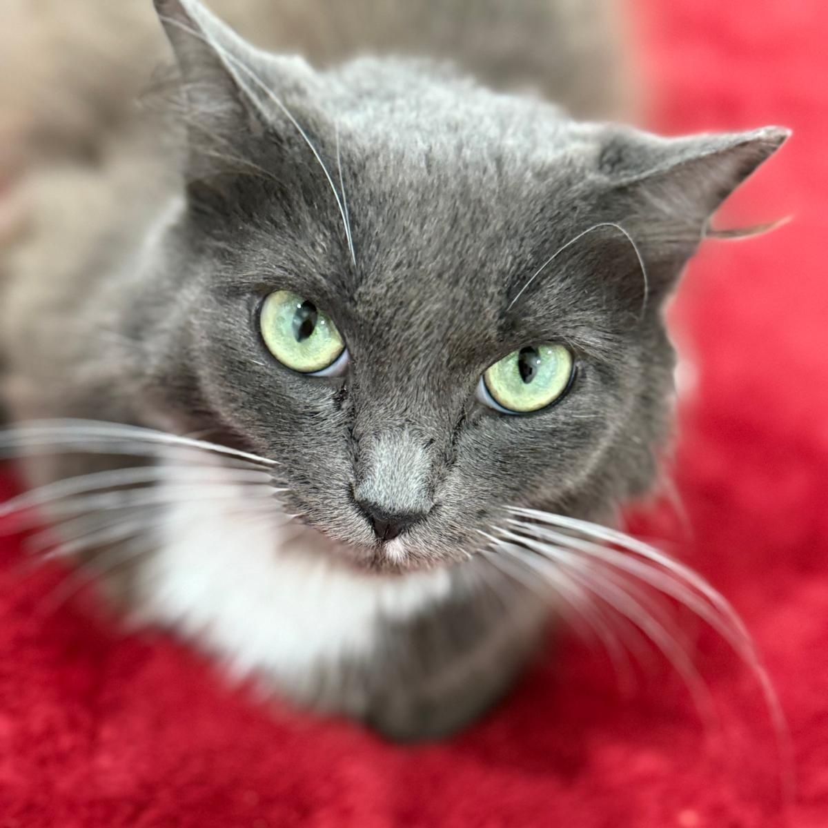 Lady Grey, a ADOPTABLE Domestic Long Hair in Hopkinton, MA image 1/6