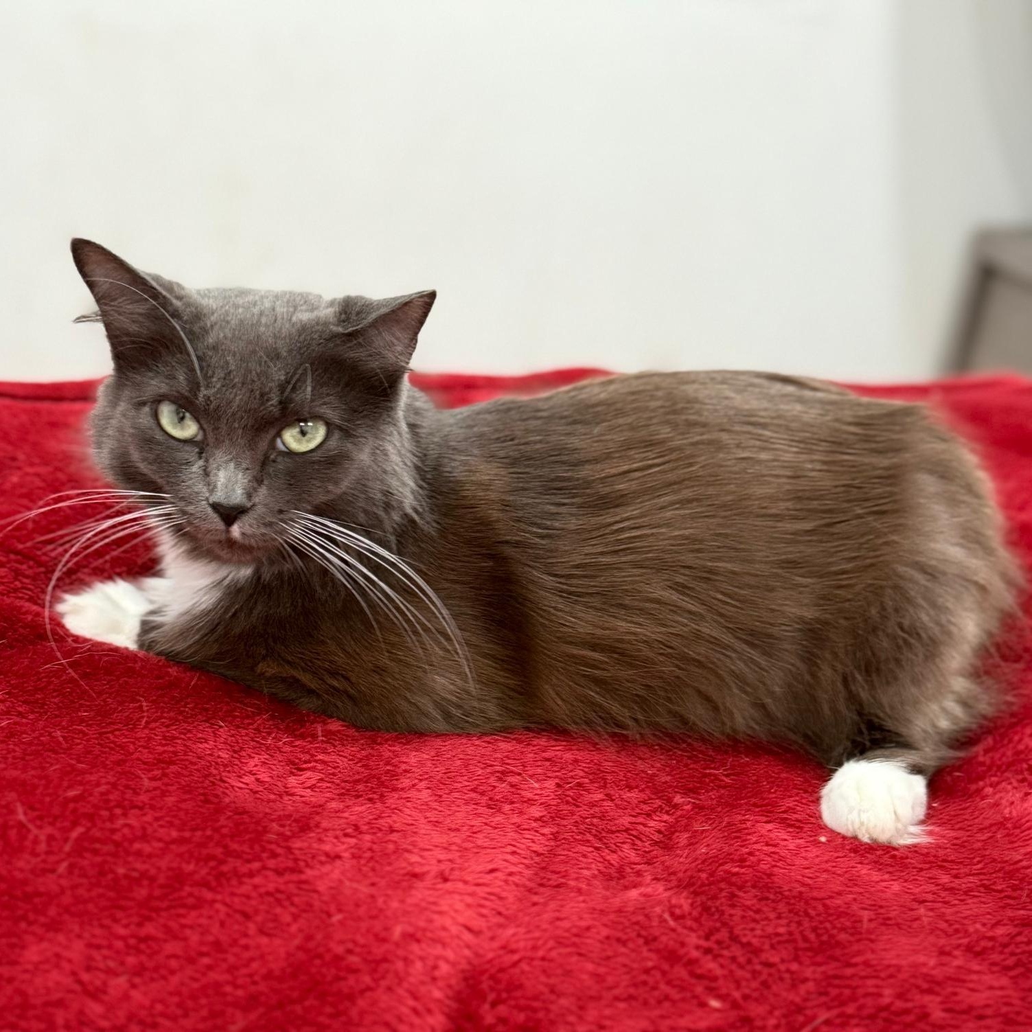 Lady Grey, a ADOPTABLE Domestic Long Hair in Hopkinton, MA image 3/6