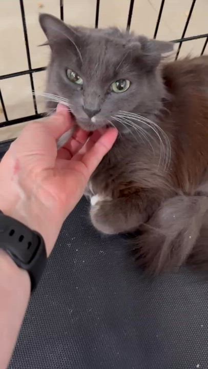 Enlarge Lady Grey, a ADOPTABLE Domestic Long Hair in Hopkinton, MA video 6/6