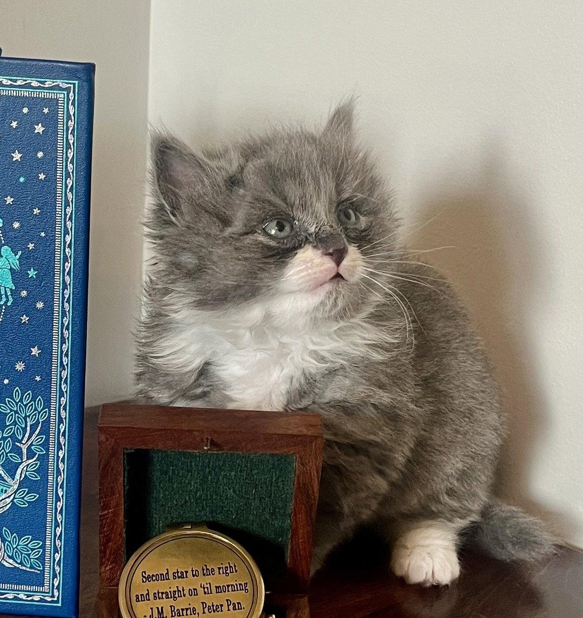 *Peter Pan, Adopted, Young Male Domestic Short Hair.