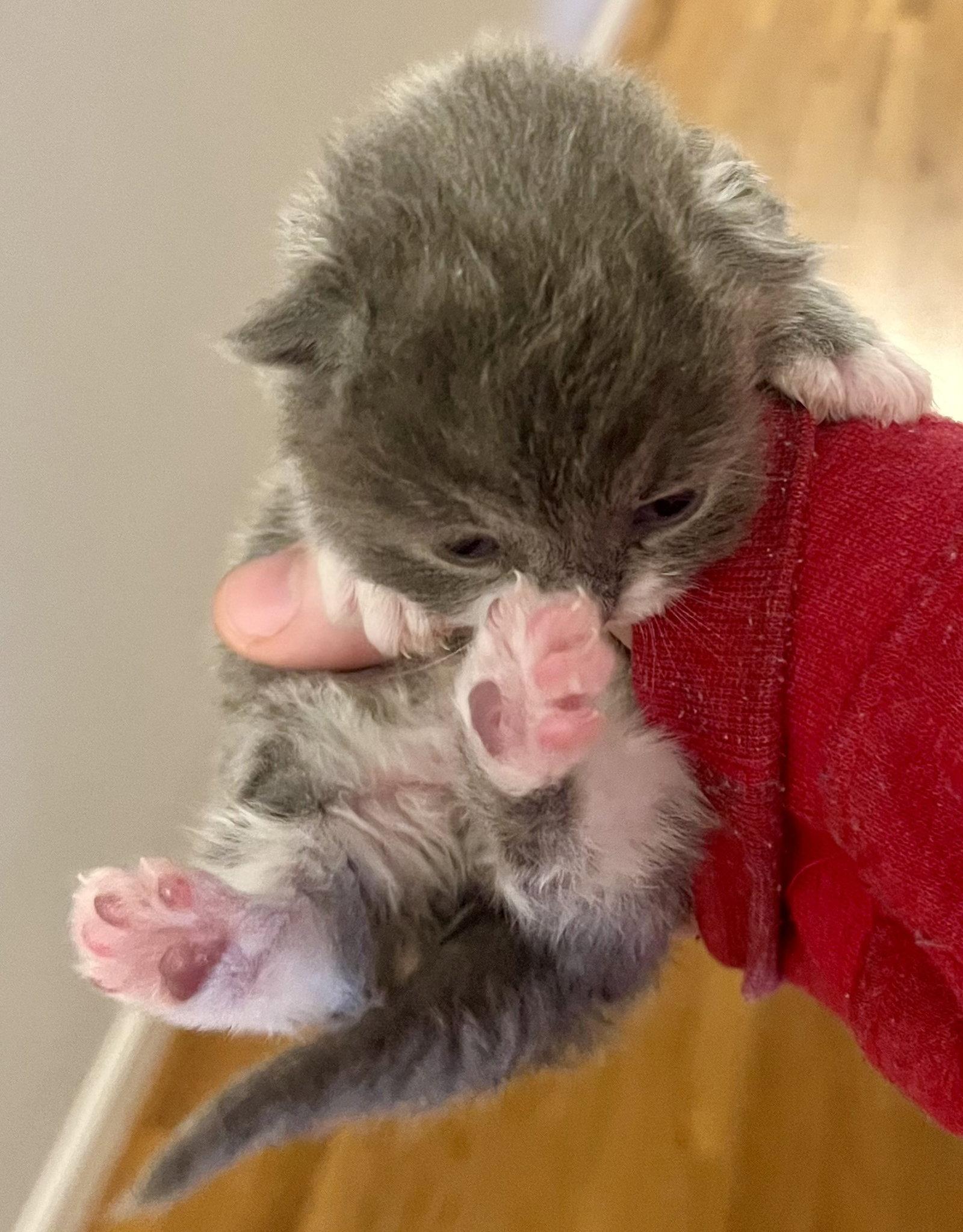 Enlarge *Peter Pan, a Adopted Domestic Short Hair in Forest, VA image 2/3