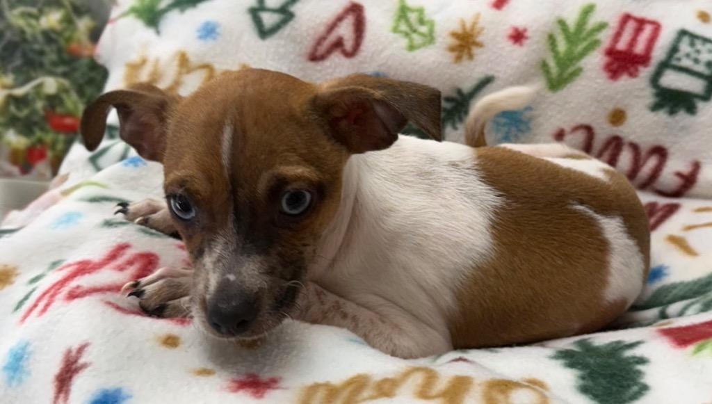 Enlarge Luca-Adorable Puppy!, a Adopted Chihuahua in Fort Myers, FL image 1/2