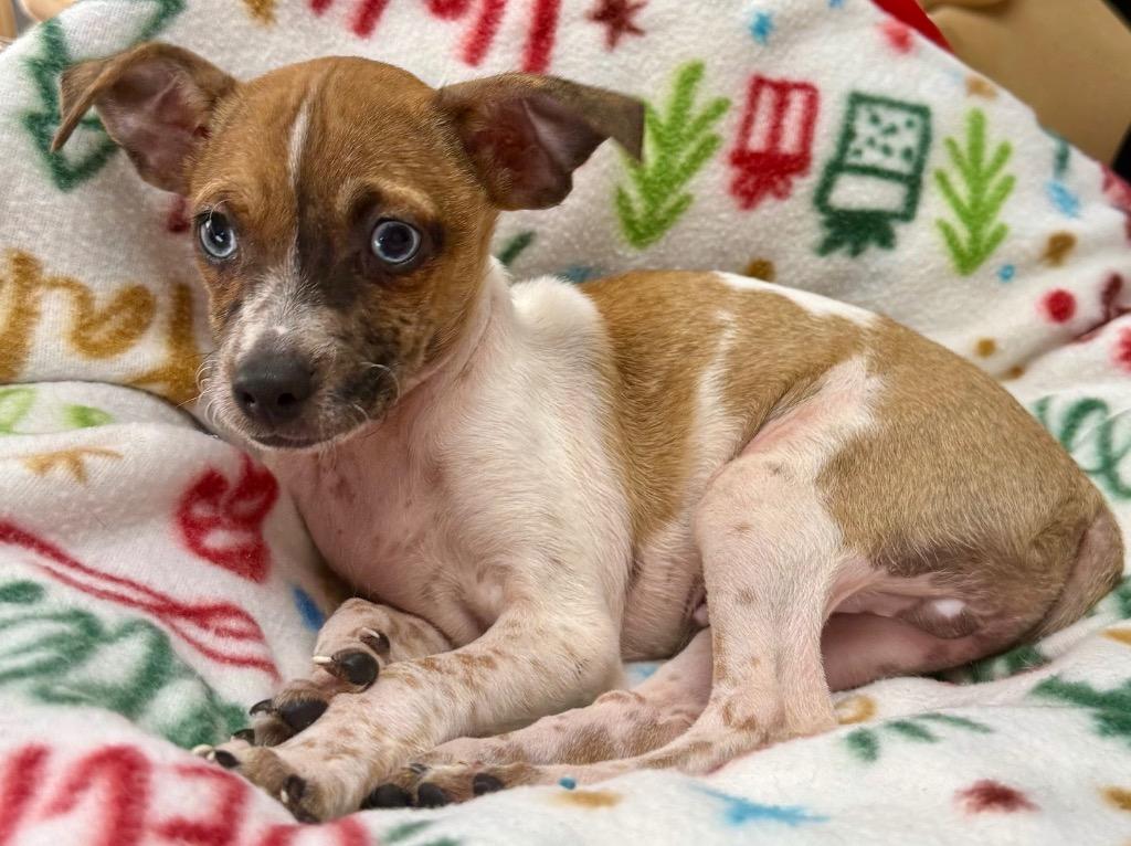 Enlarge Luca-Adorable Puppy!, a Adopted Chihuahua in Fort Myers, FL image 2/2