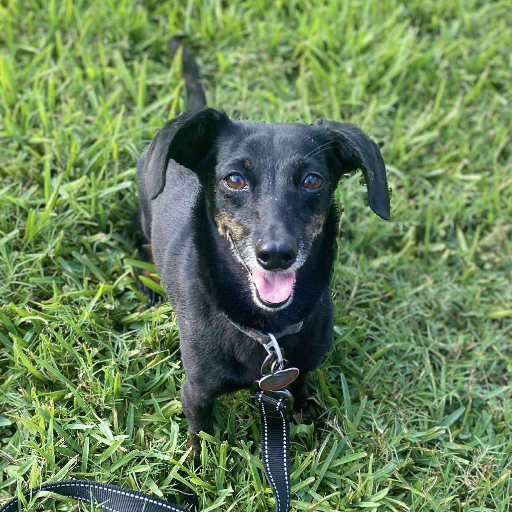 Bella, a Adoptable Dachshund in Baton Rouge, LA image 2/3
