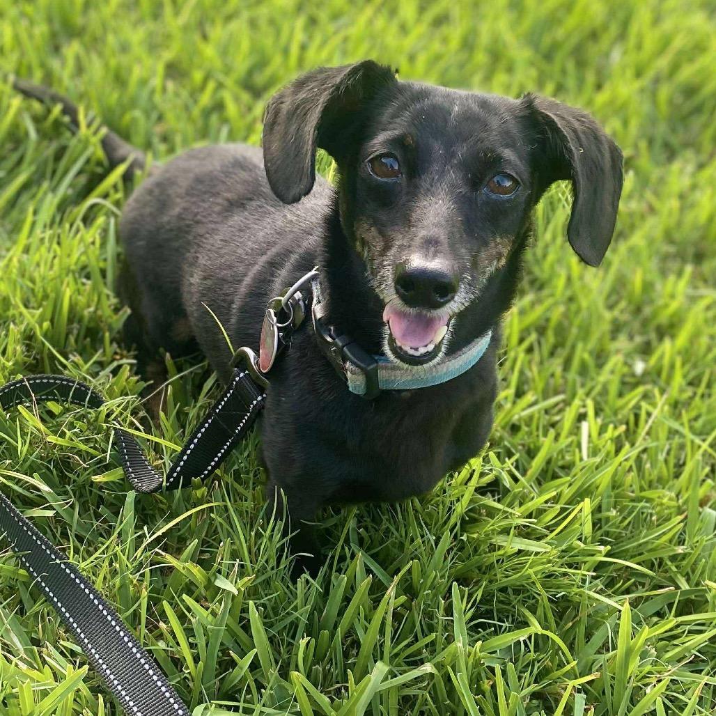 Bella, a Adoptable Dachshund in Baton Rouge, LA image 3/3