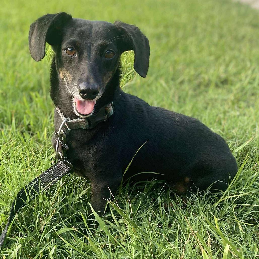Bella, a Adoptable Dachshund in Baton Rouge, LA image 3/3