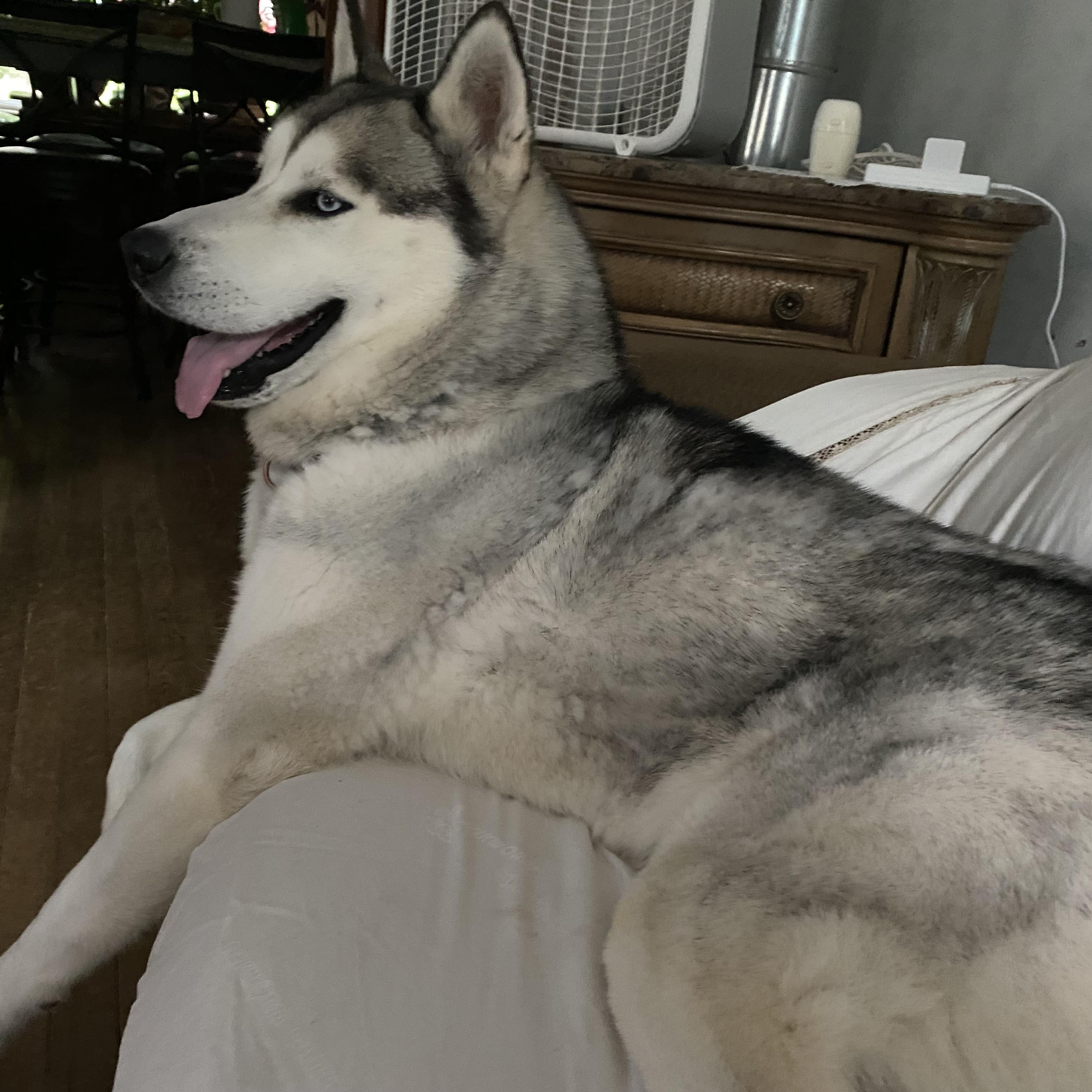 Loki