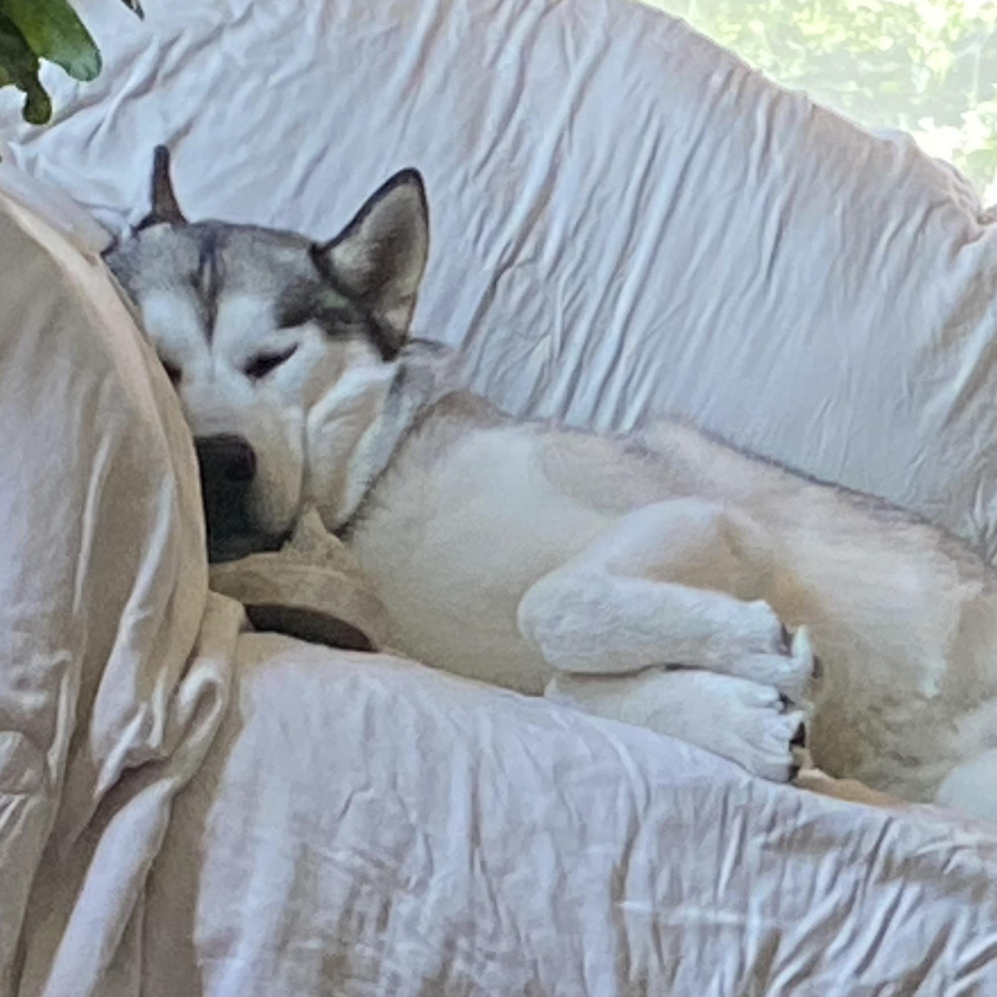 Loki