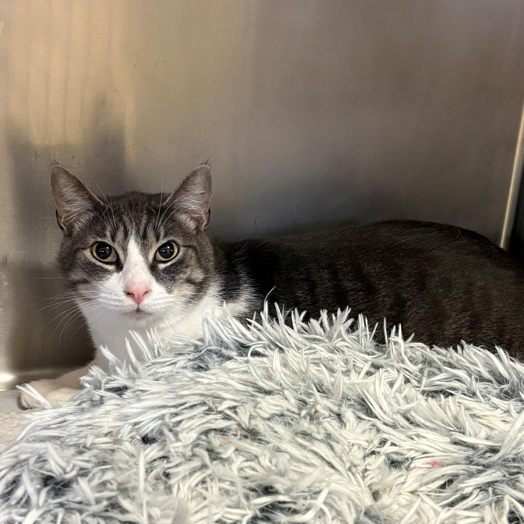 Chronos, Adoptable, Adult Male Domestic Short Hair.