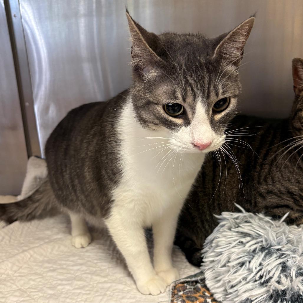 Enlarge Chronos, a Adoptable Domestic Short Hair in Chehalis, WA image 2/2