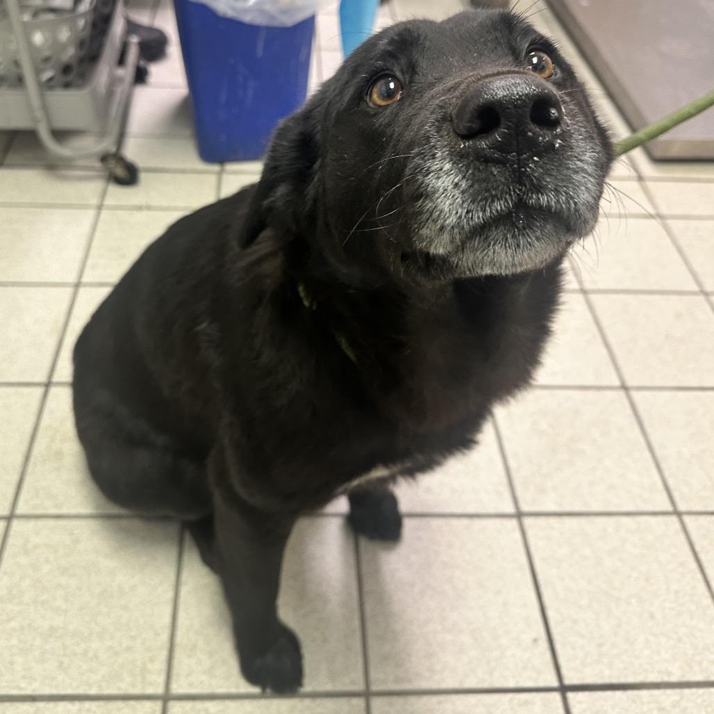 Rainbow, Adoptable, Adult Female Mixed Breed.