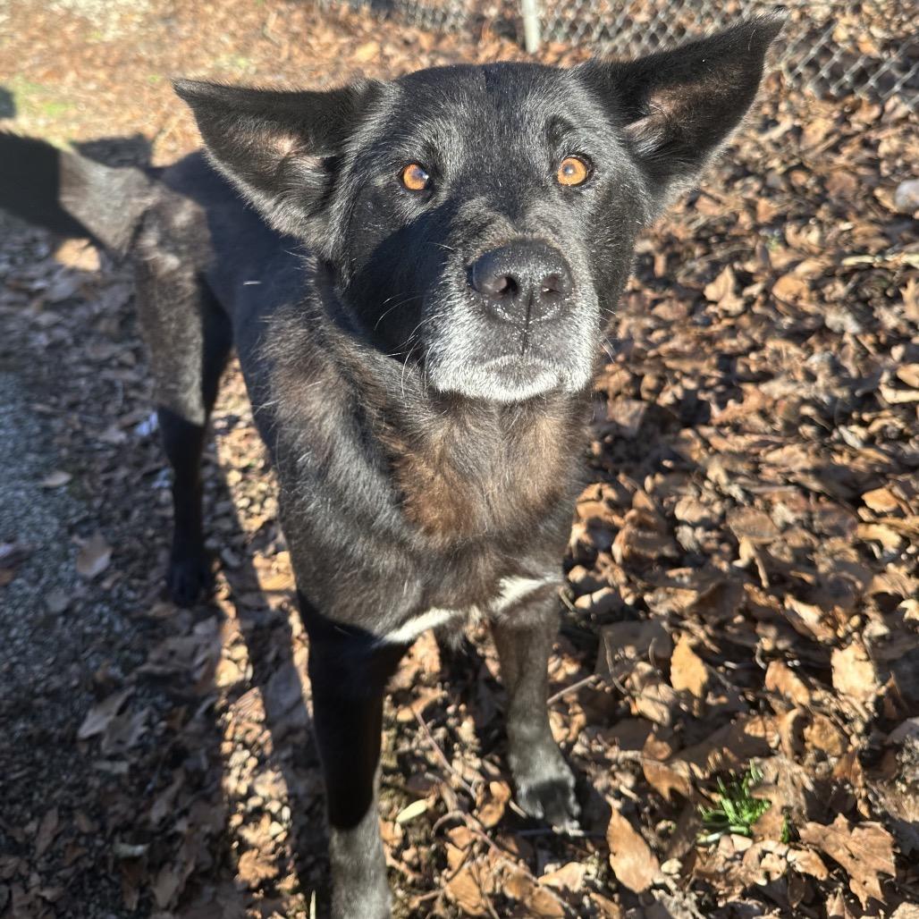 Enlarge Rainbow, a Adoptable Mixed Breed in Charleston, WV image 2/3