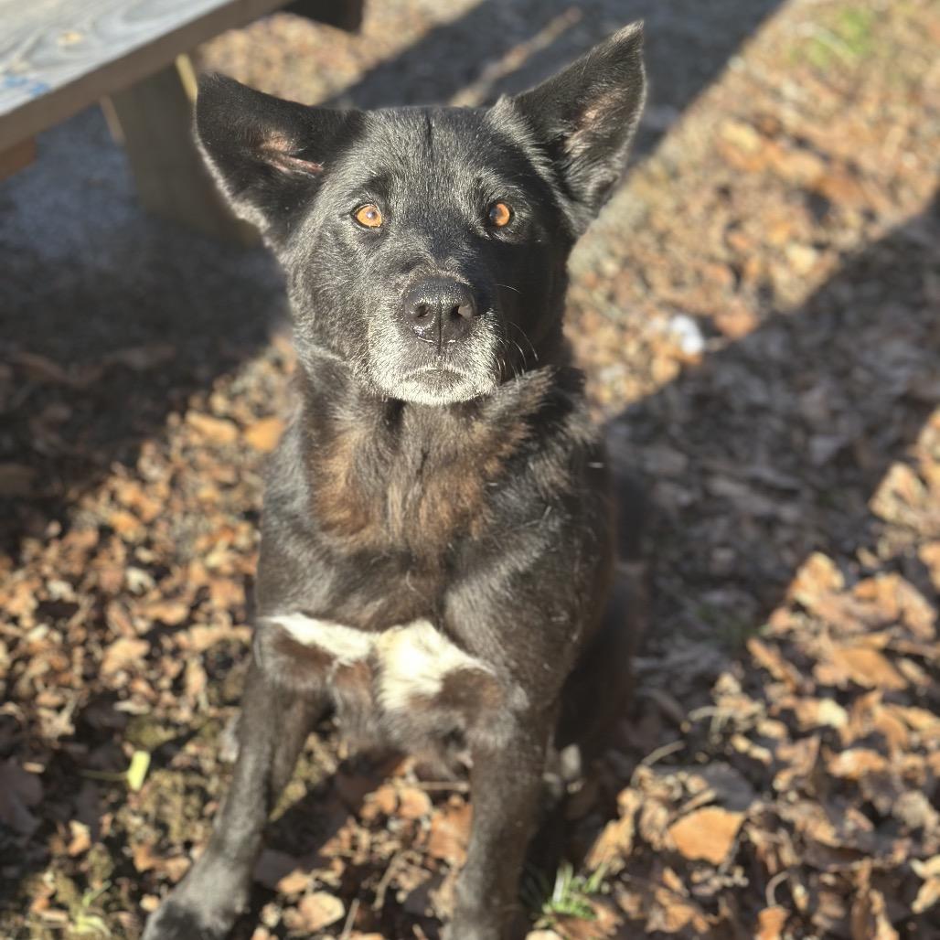 Enlarge Rainbow, a Adoptable Mixed Breed in Charleston, WV image 3/3