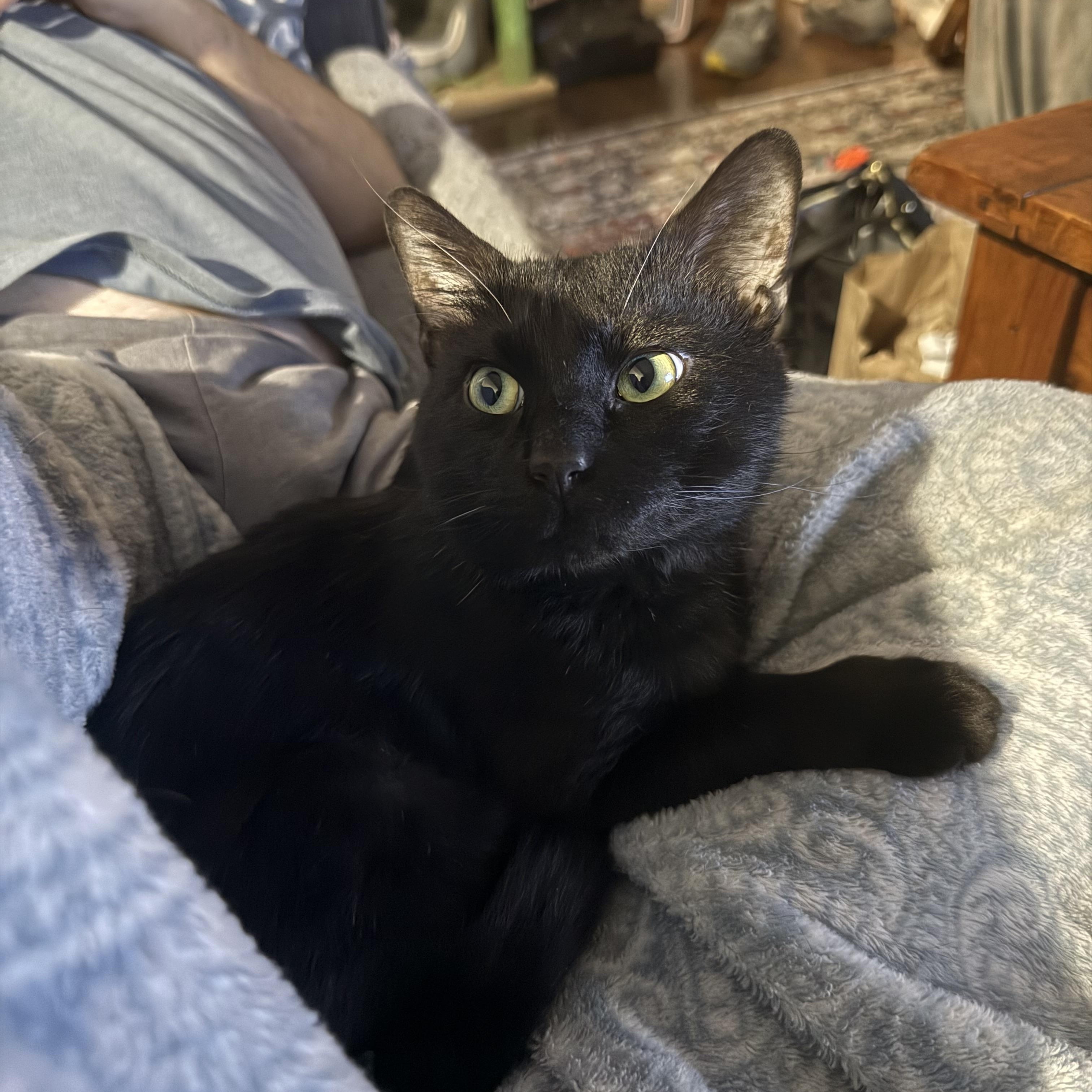 Barry, a Adoptable mixed breed in Fort Oglethorpe, GA image 2/6