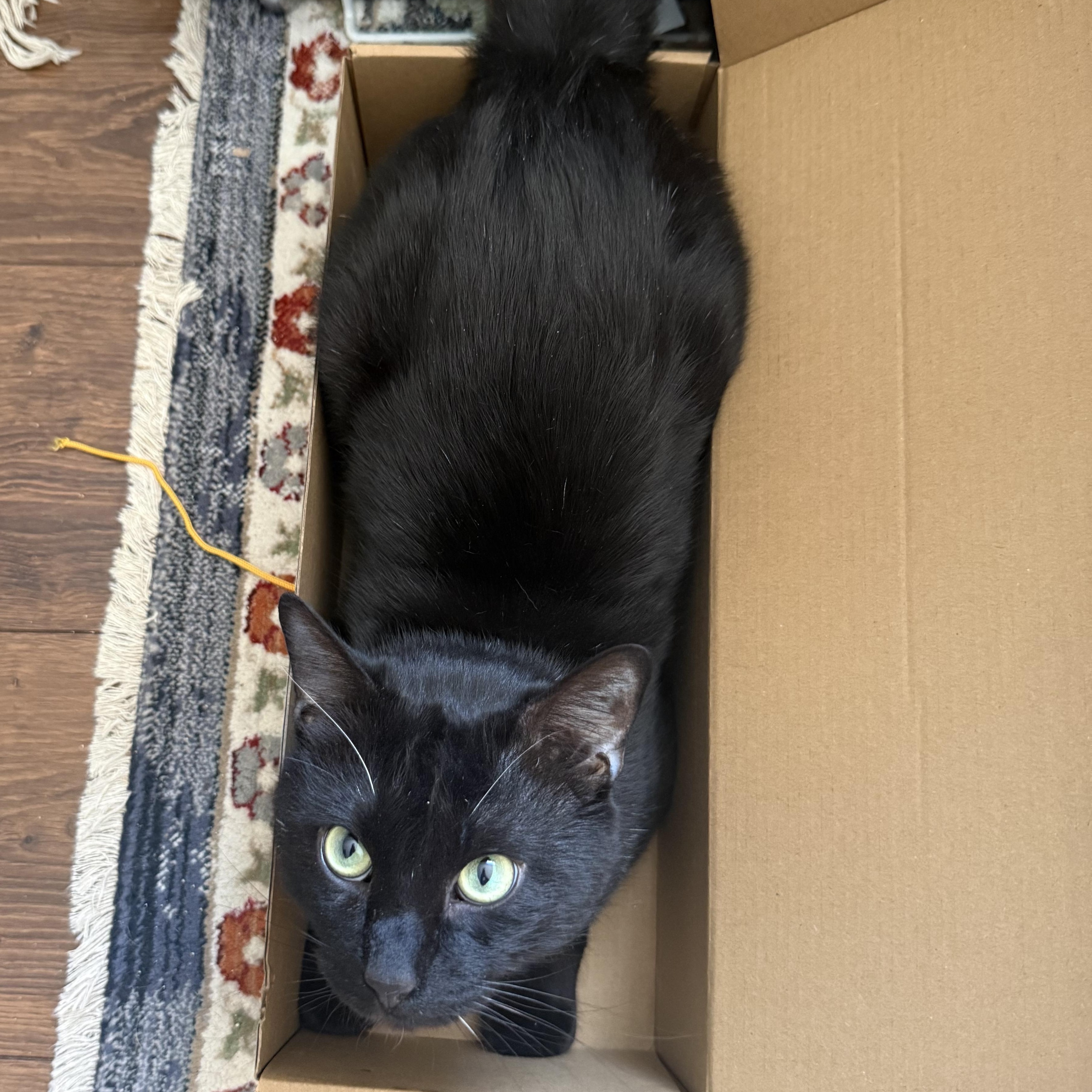 Barry, a Adoptable mixed breed in Fort Oglethorpe, GA image 6/6