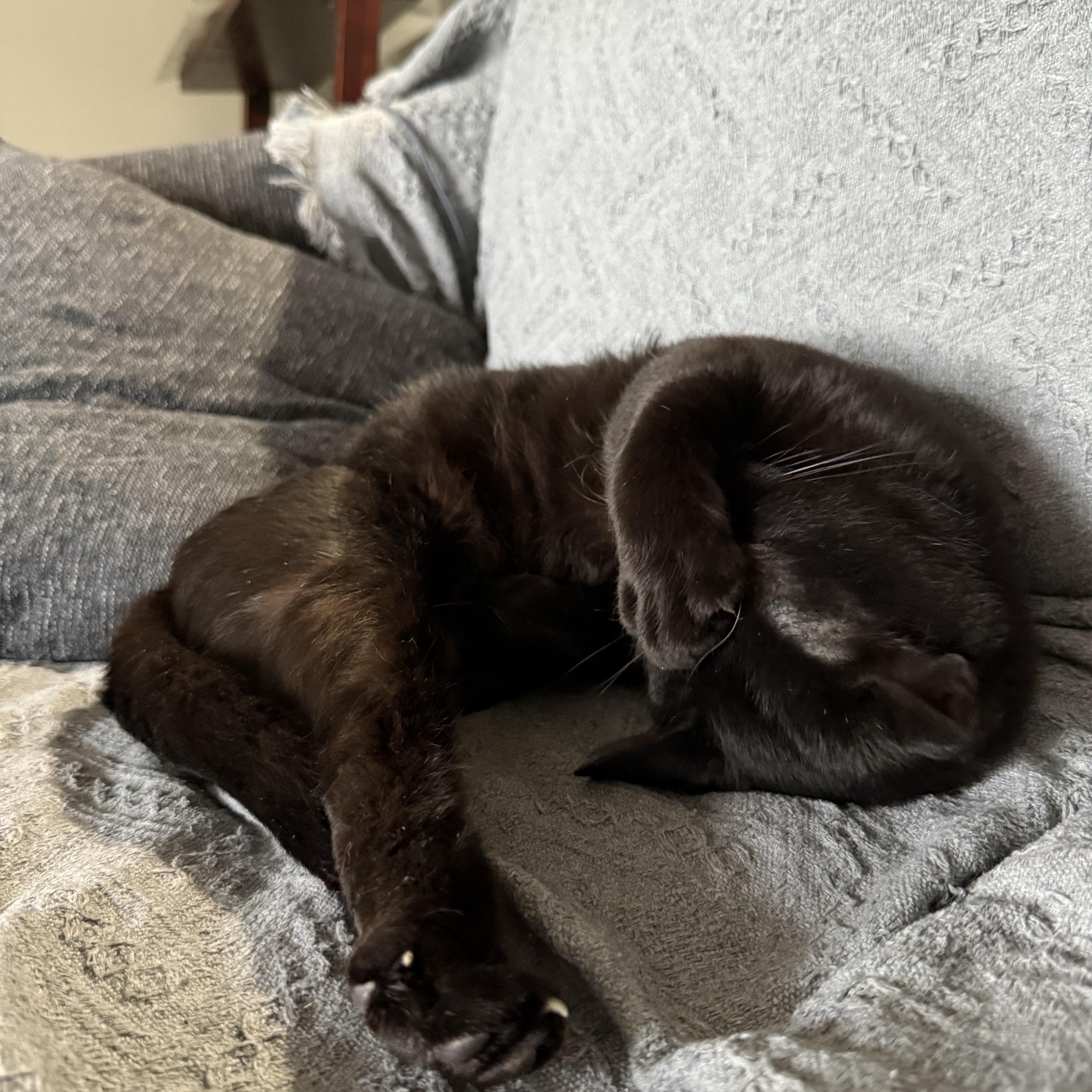 Barry, a Adoptable mixed breed in Fort Oglethorpe, GA image 5/6