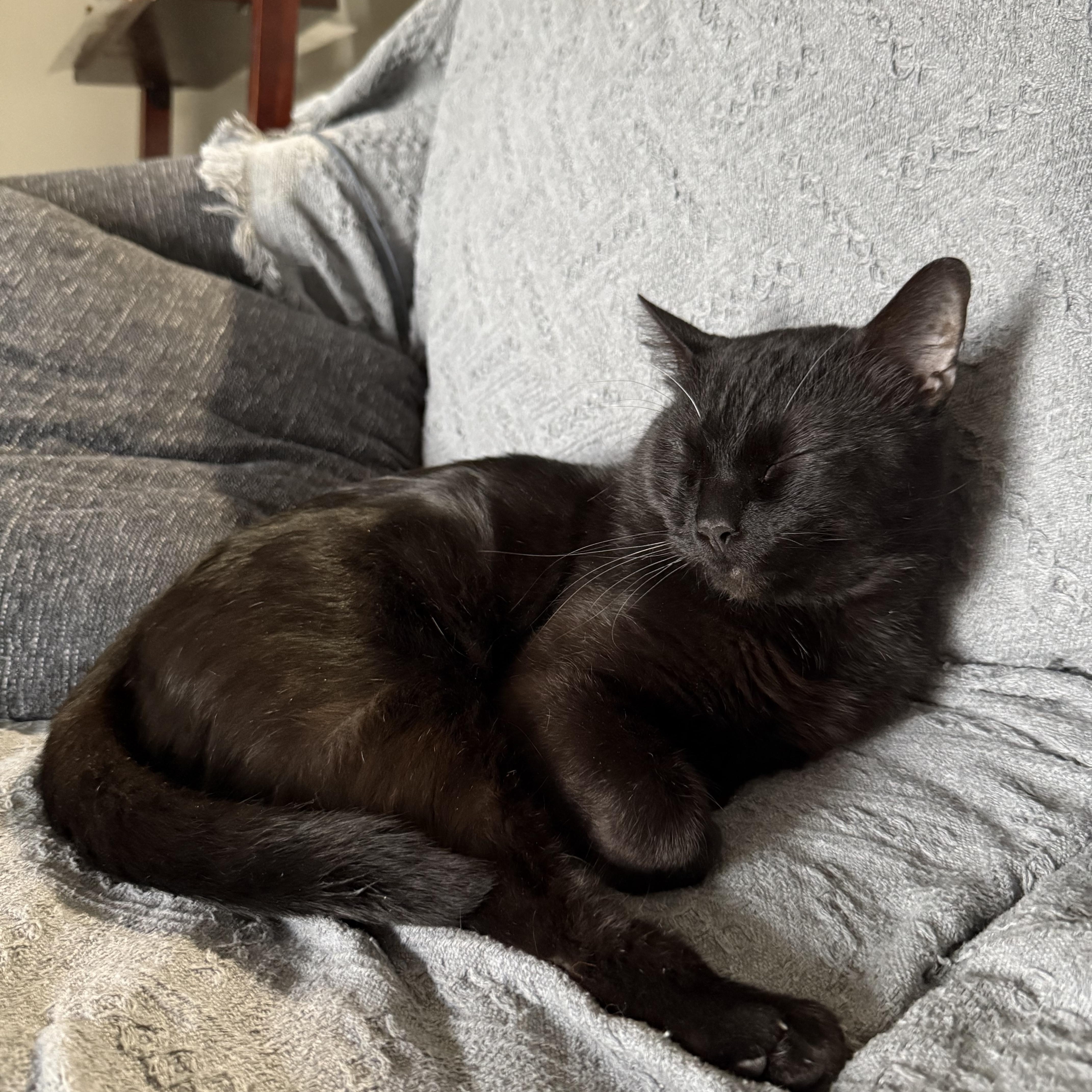 Barry, a Adoptable mixed breed in Fort Oglethorpe, GA image 4/6