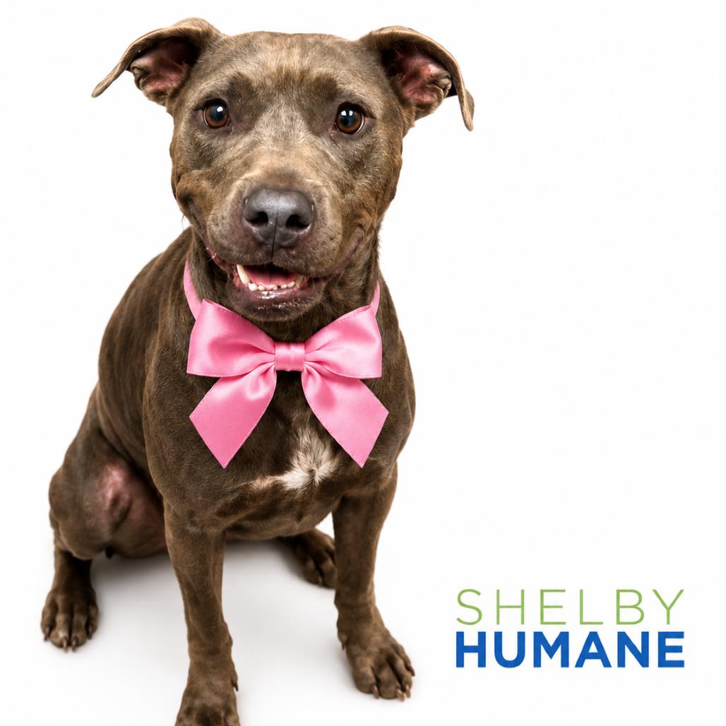 Lottie *AVAILABLE IN FOSTER*, Adoptable, Adult Female Mixed Breed.