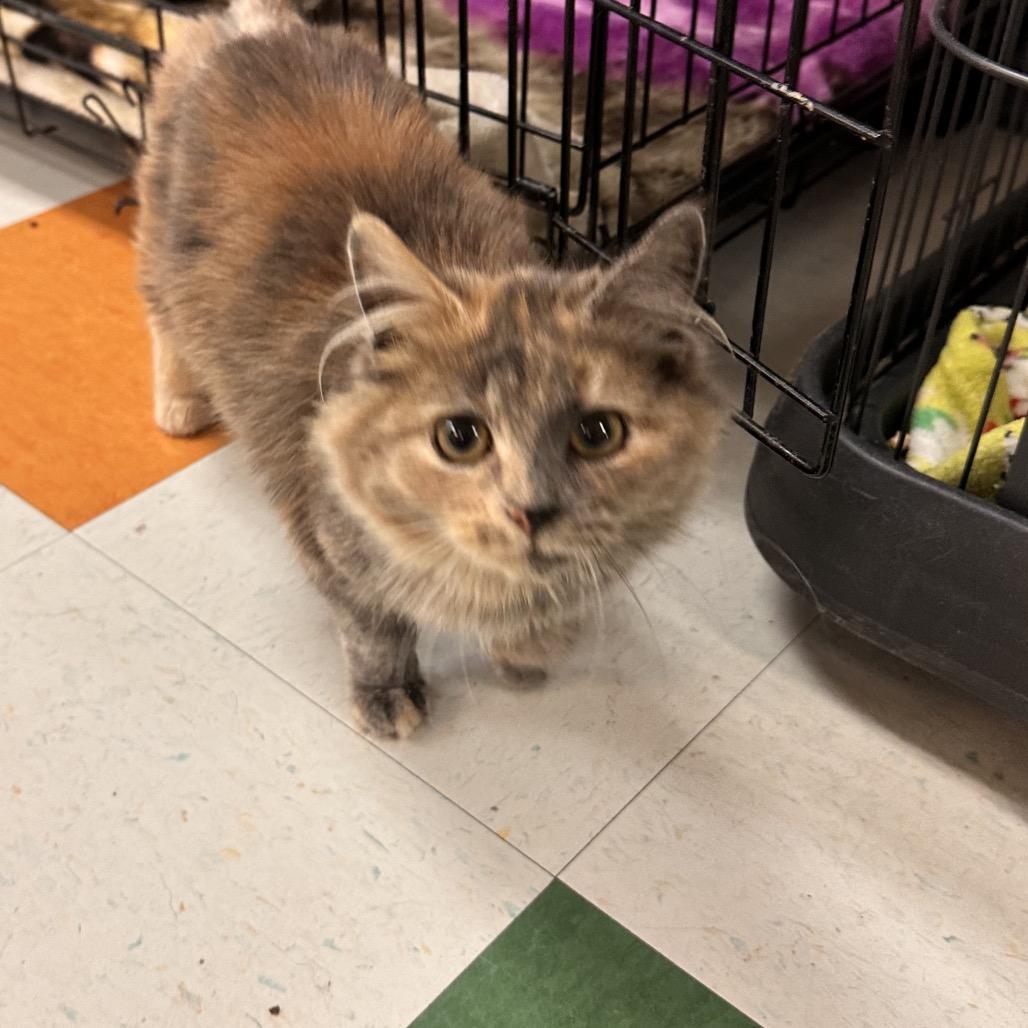 Tapioca, a Adoptable Domestic Medium Hair in Rocky Mount, VA image 1/2