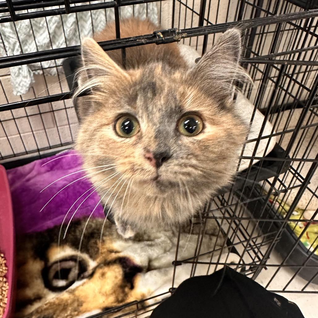 Tapioca, a Adoptable Domestic Medium Hair in Rocky Mount, VA image 2/2