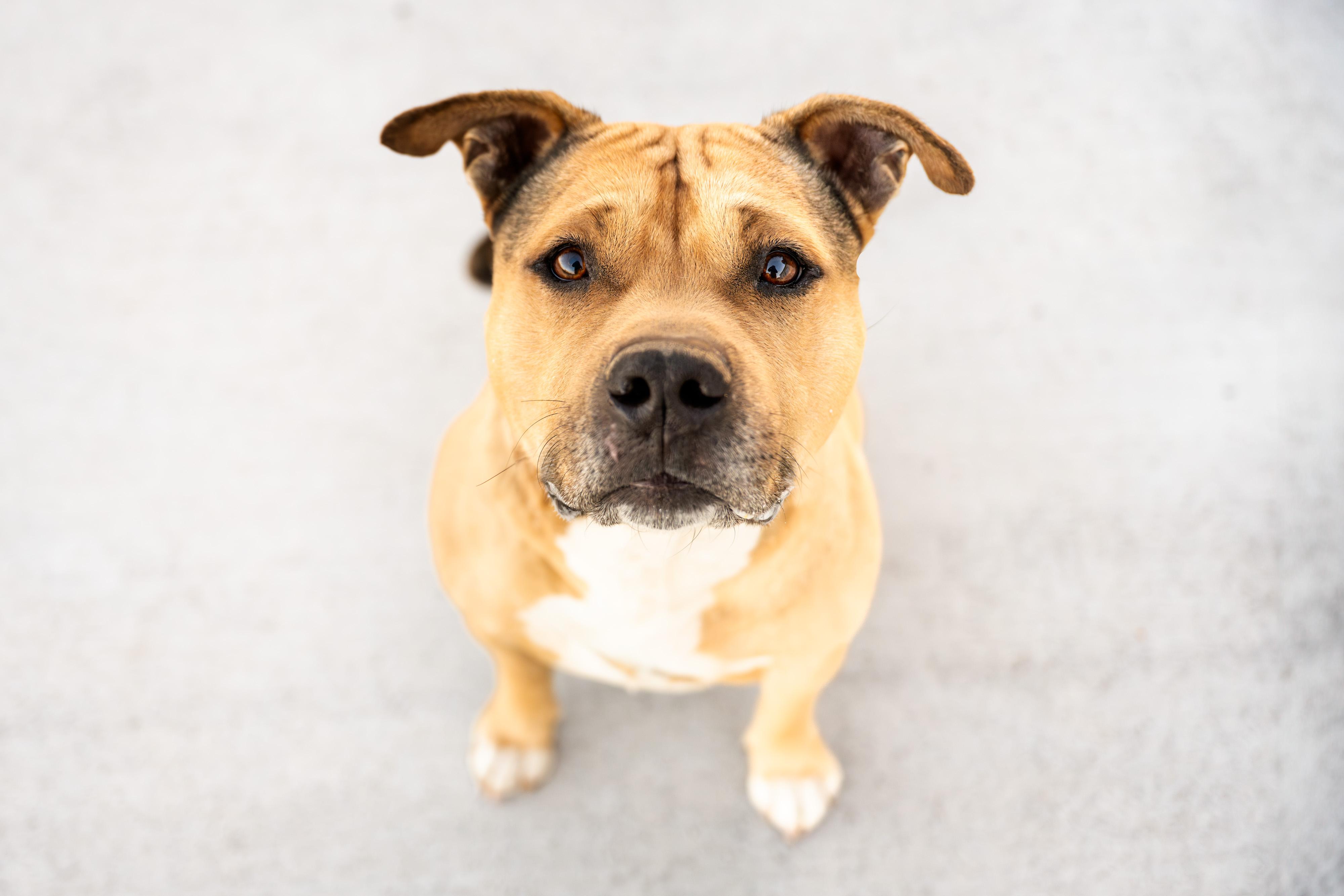 Enlarge Curran: RIDGE DOG IN TRAINING @ LOCAL PRISON, a ADOPTABLE mixed breed in Othello, WA image 2/6