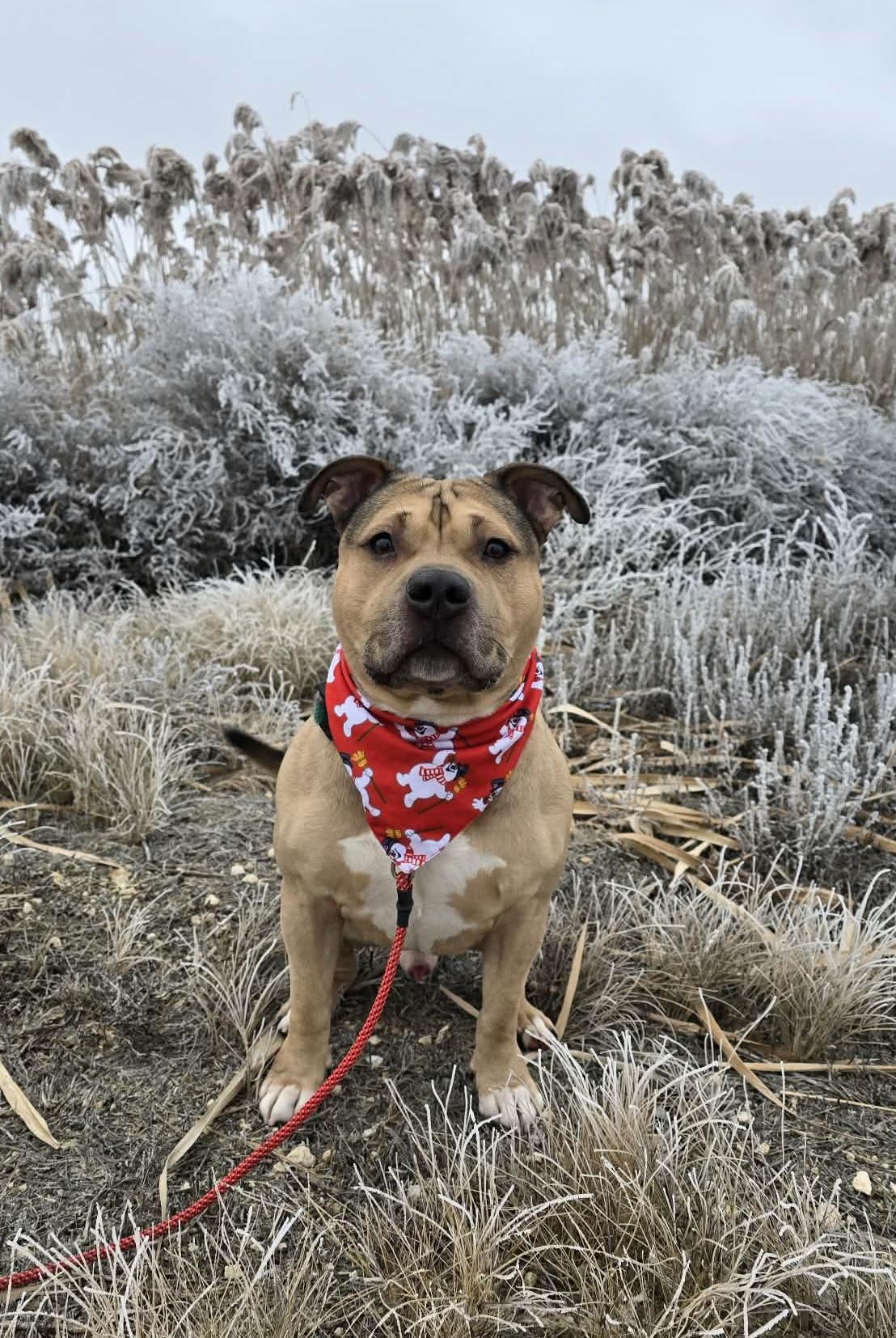 Enlarge Curran, a ADOPTABLE American Staffordshire Terrier in Othello, WA image 6/6