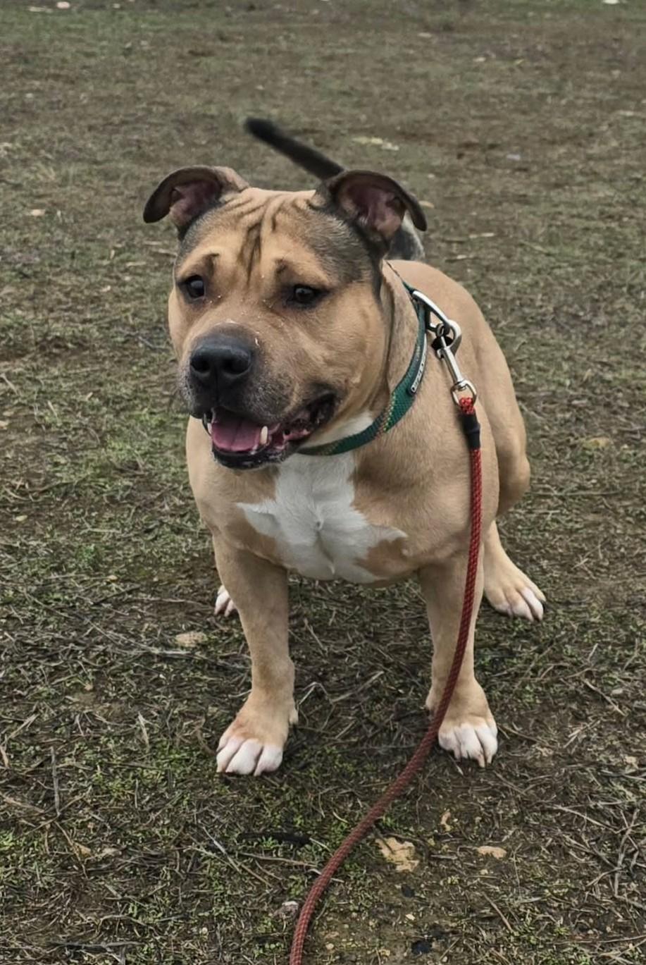 Enlarge Curran, a ADOPTABLE American Staffordshire Terrier in Othello, WA image 2/6