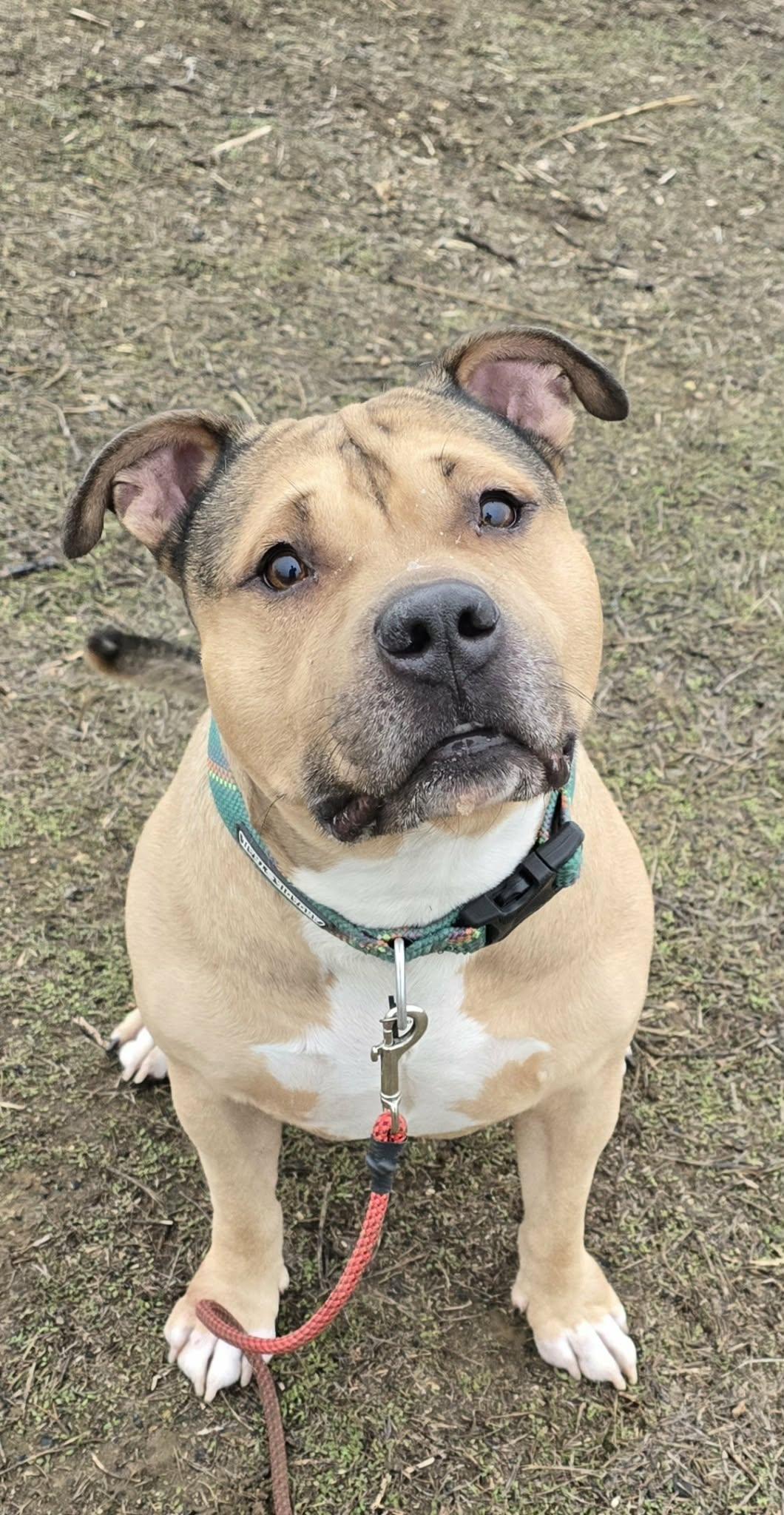 Enlarge Curran, a ADOPTABLE American Staffordshire Terrier in Othello, WA image 4/6