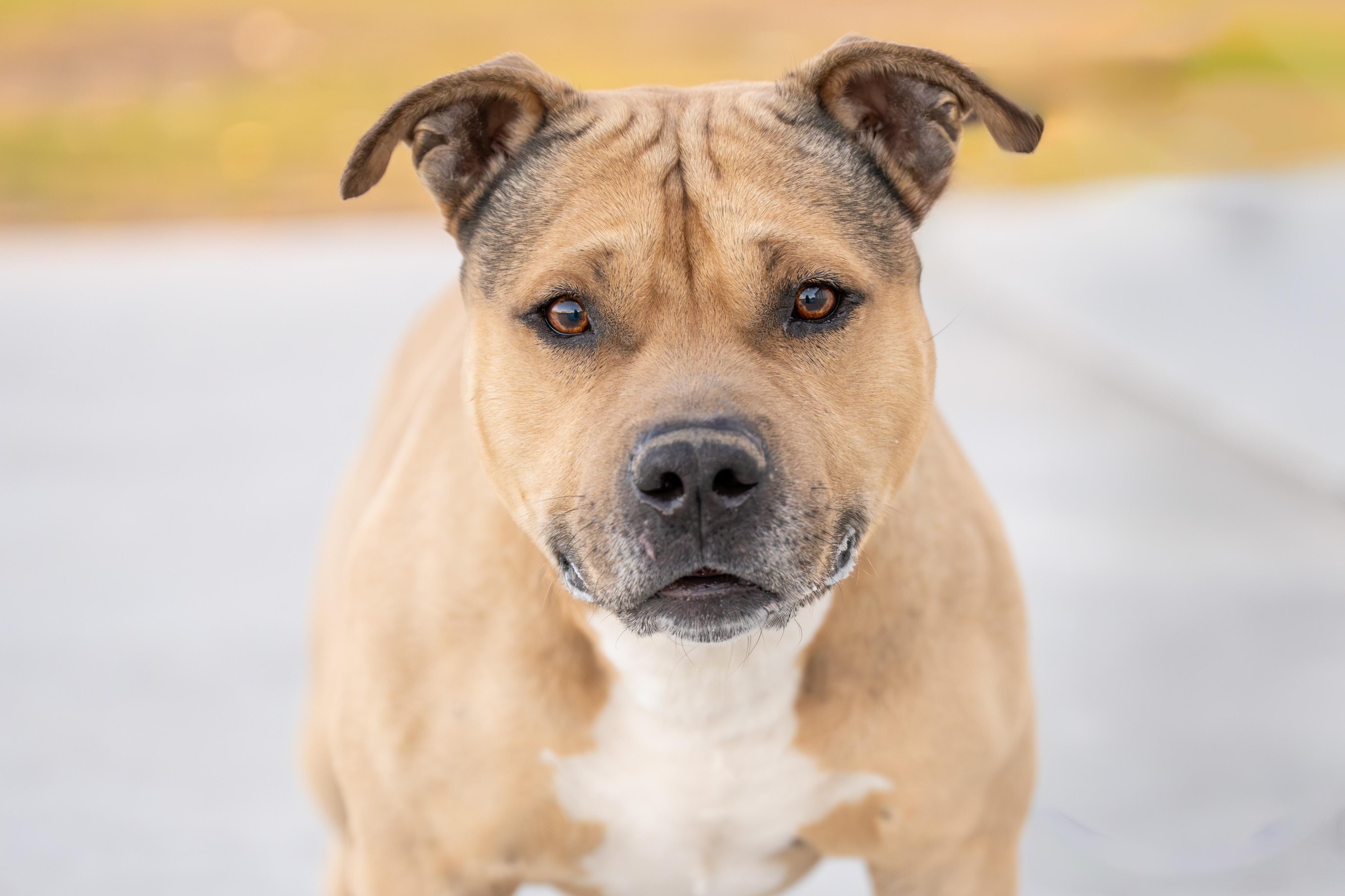 Curran: RIDGE DOG IN TRAINING @ LOCAL PRISON, ADOPTABLE, Adult Male American Staffordshire Terrier.