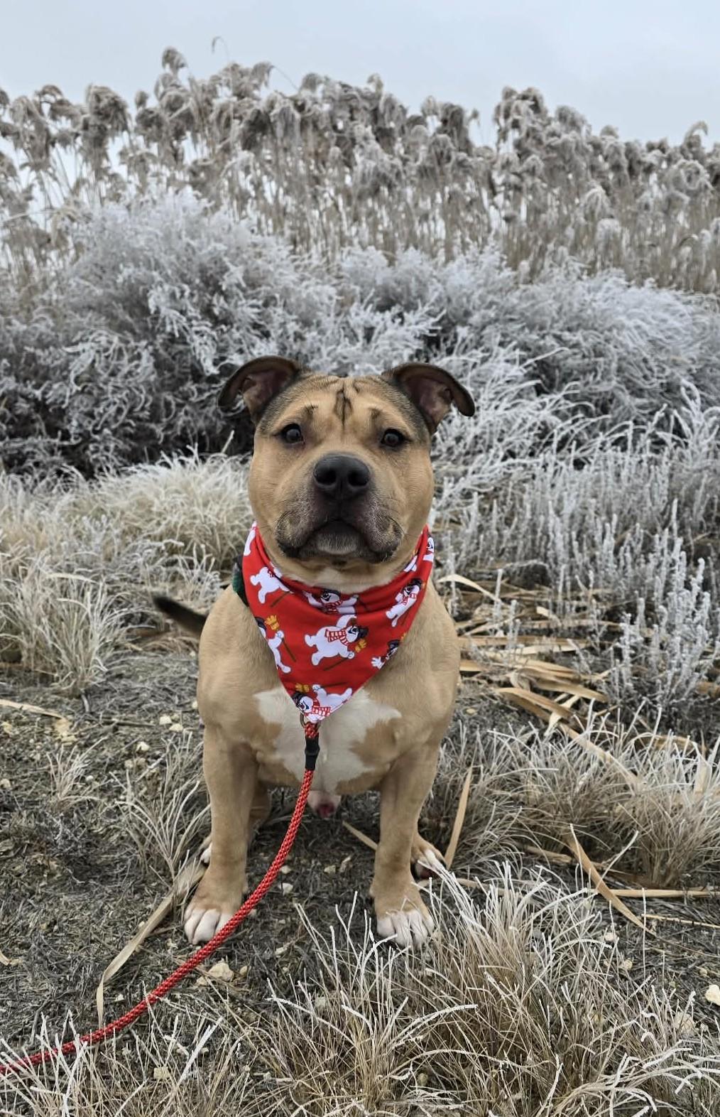 Enlarge Curran, a ADOPTABLE American Staffordshire Terrier in Othello, WA image 1/6