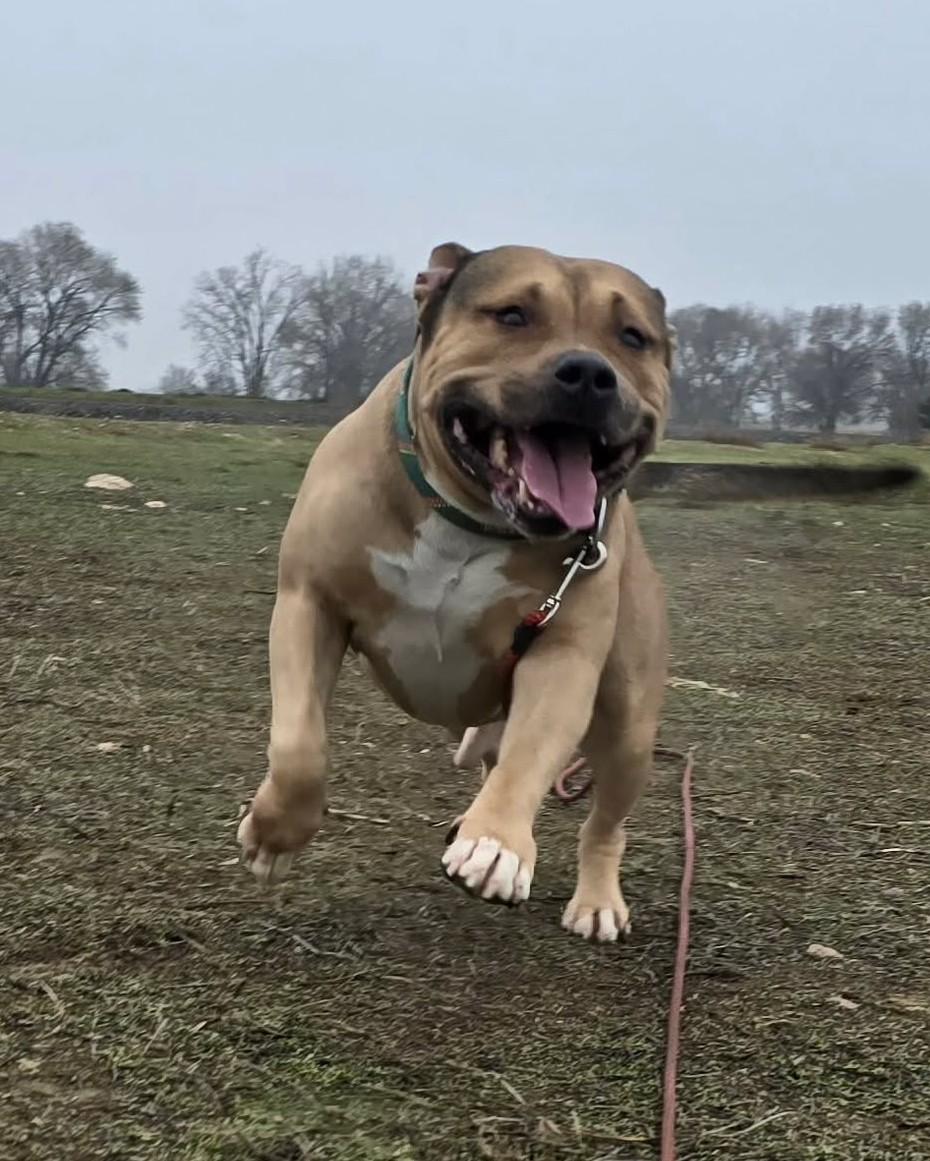 Enlarge Curran, a ADOPTABLE American Staffordshire Terrier in Othello, WA image 5/6