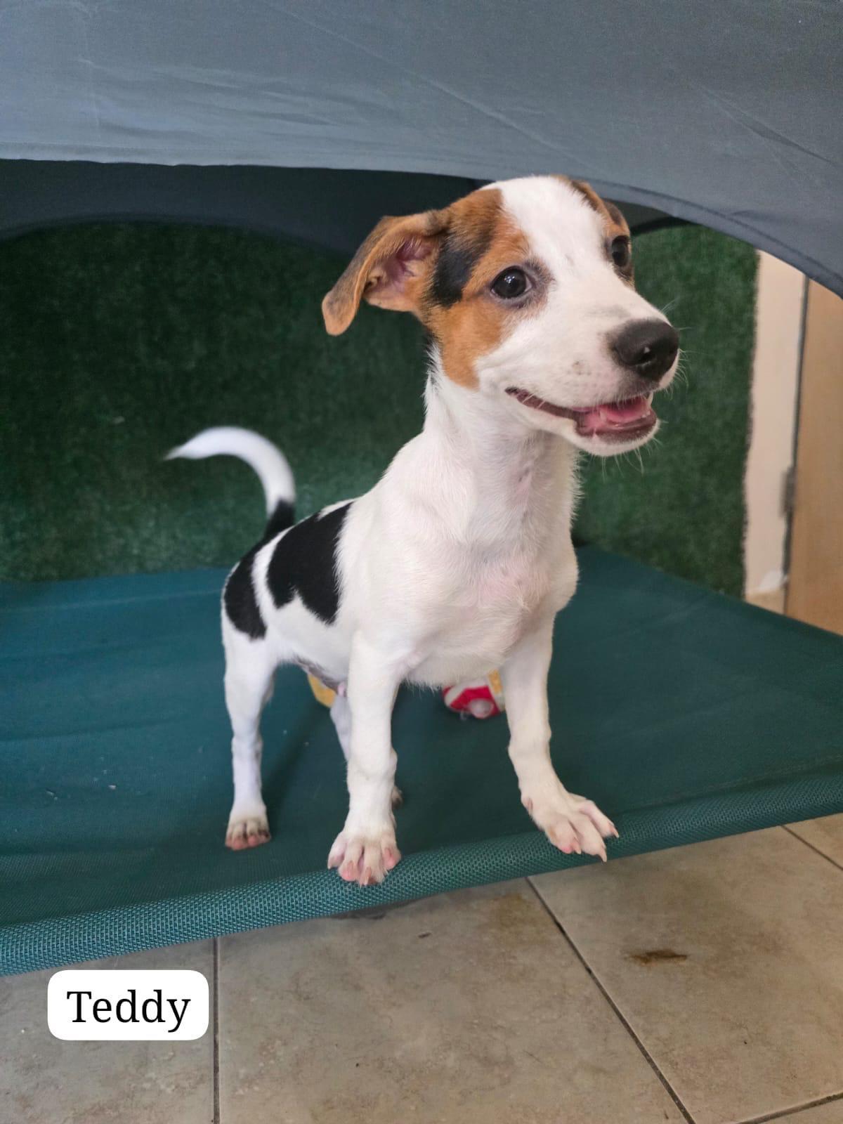 Teddy, a ADOPTABLE mixed breed in New York, NY image 4/4