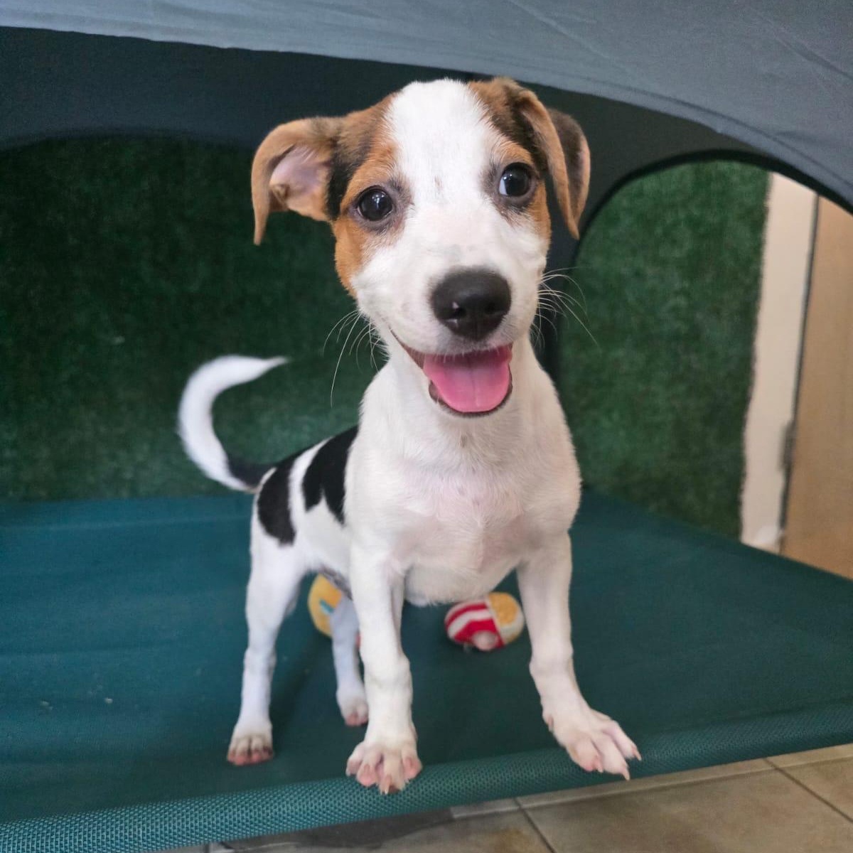 Teddy, ADOPTABLE, Young Male Chihuahua.